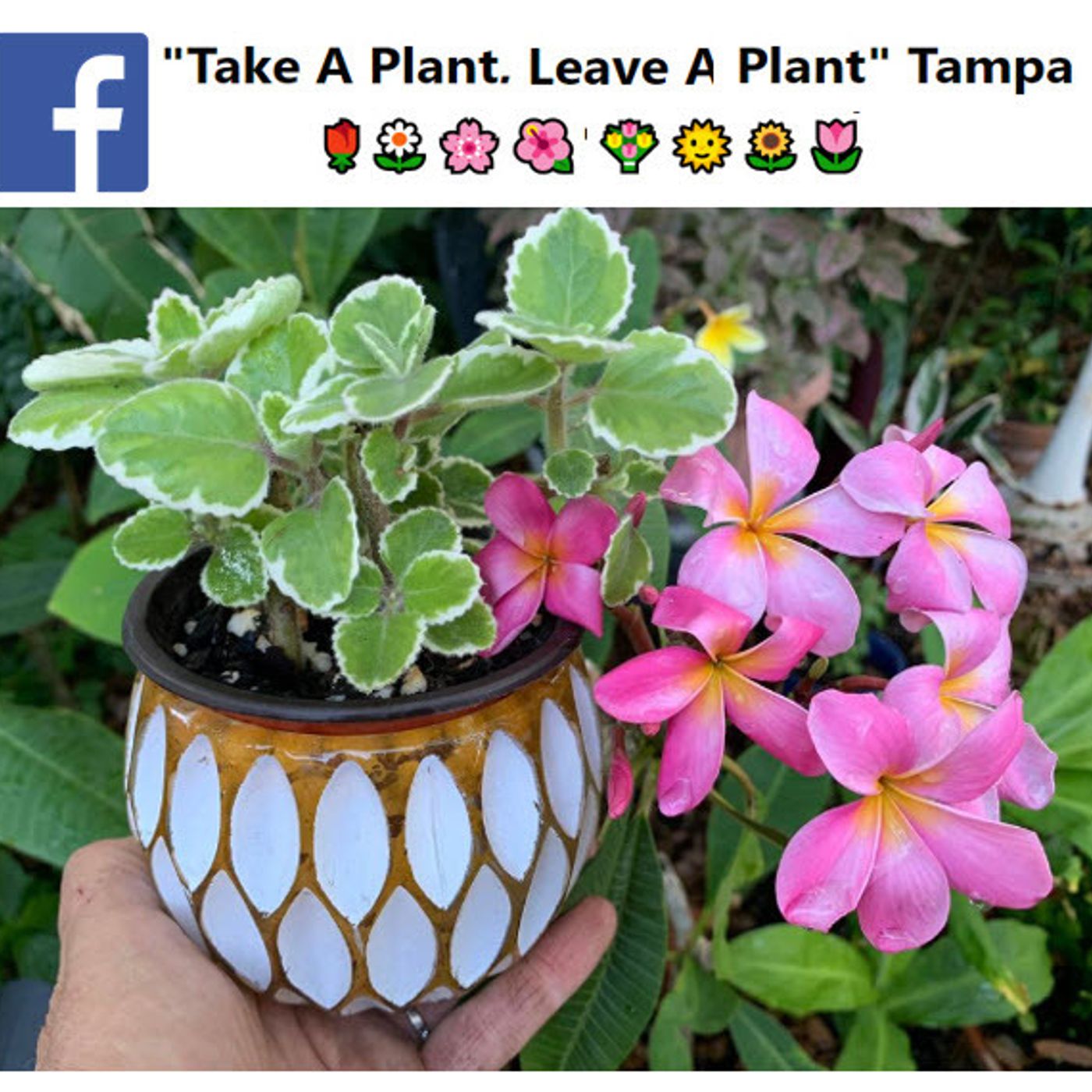 Better Lawns and Gardens - Hour 2 Take A Plant Leave A Plant! June 4, 2022