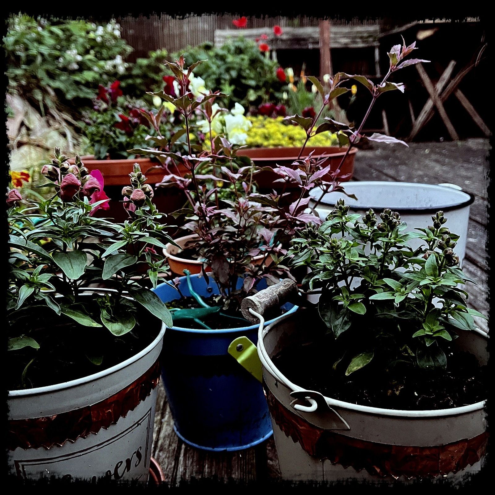 AudioMo 2022 Day 12 Good Morning from my garden episode artwork