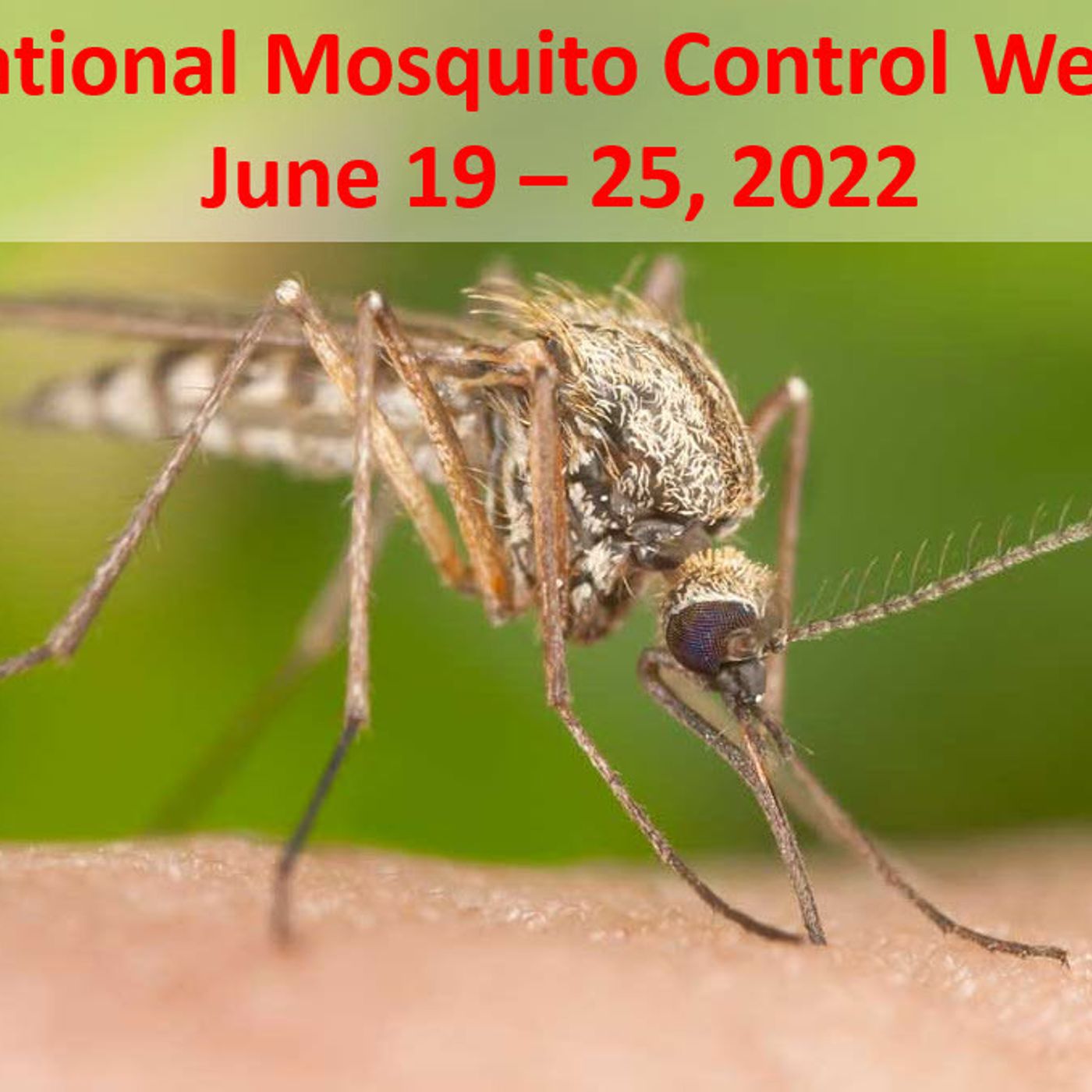 Better Lawns and Gardens - Hour 1 National Mosquito Control Week June 11, 2022