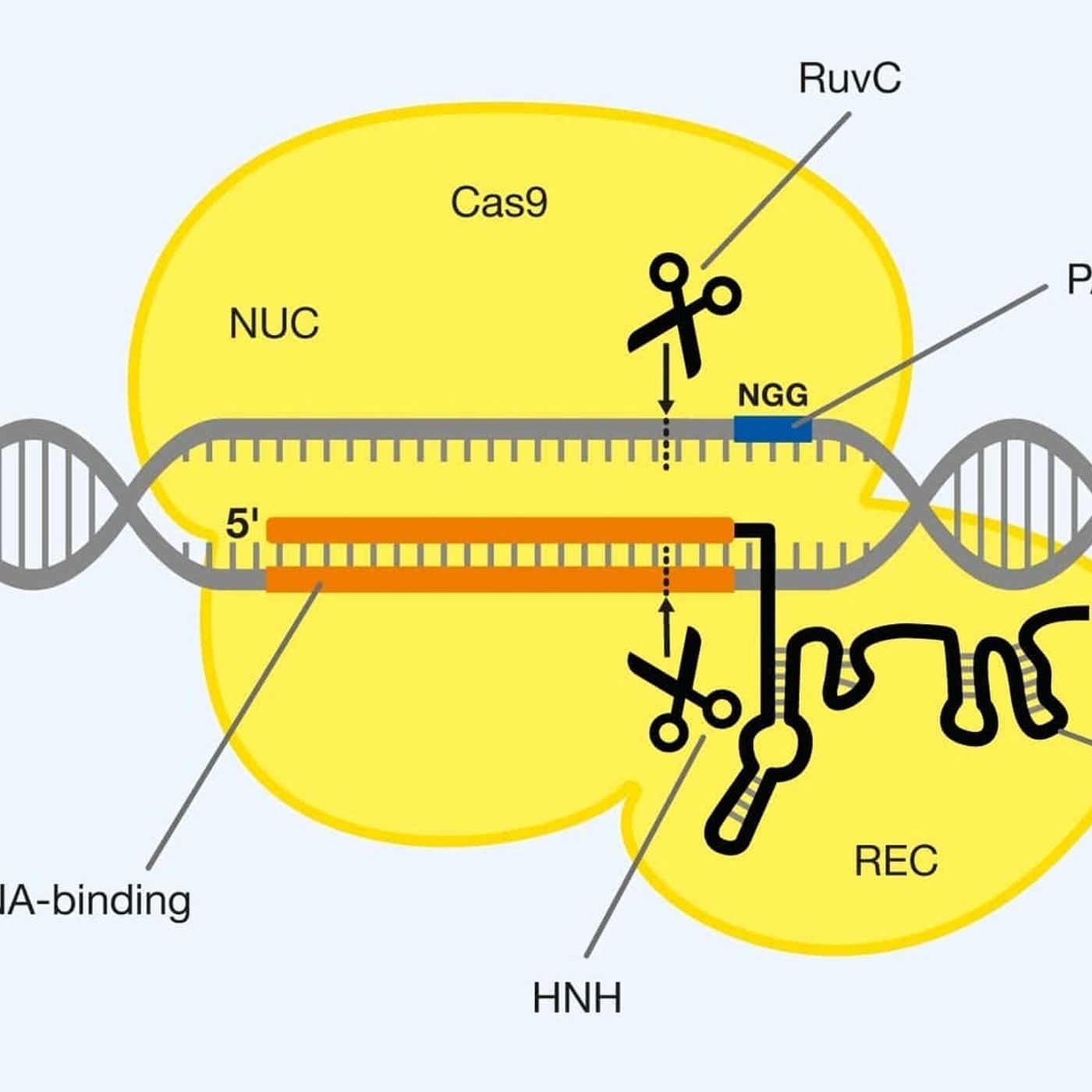 10: CRISPR - Fra en Bakteries Immunforsvar til Højteknologisk Gensaks