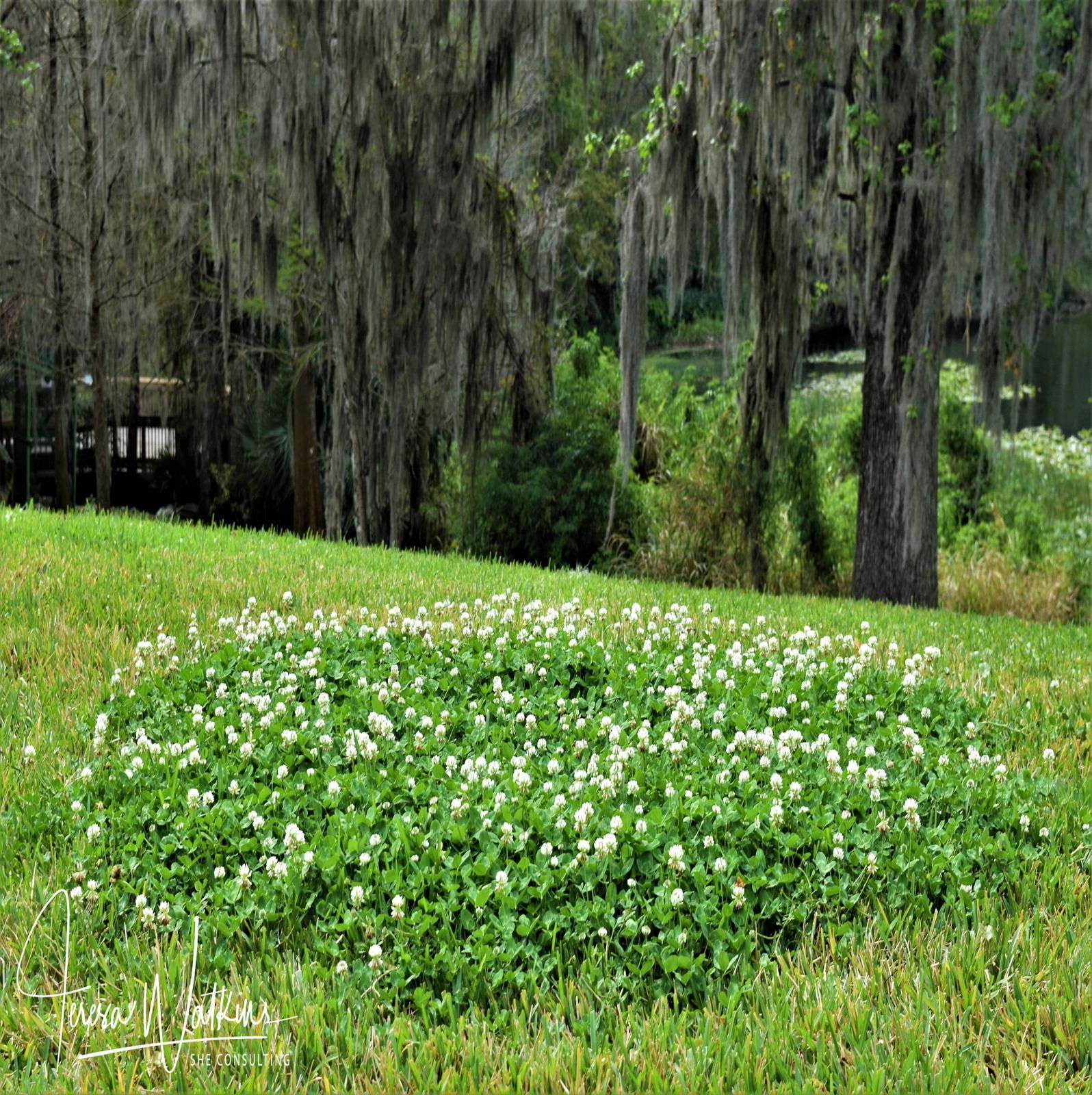Better Lawns and Gardens - Hour 2 Your Summer Questions Part 2 July 16, 2022