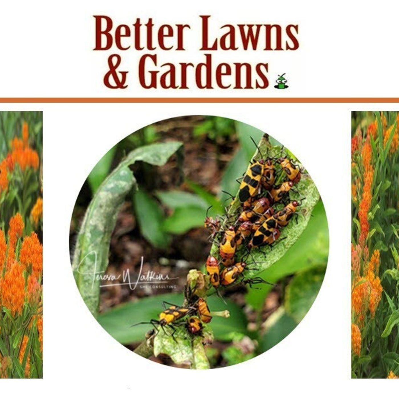 Better Lawns and Gardens Hour 1 Good Bug? Bad Bug? July 23, 2022