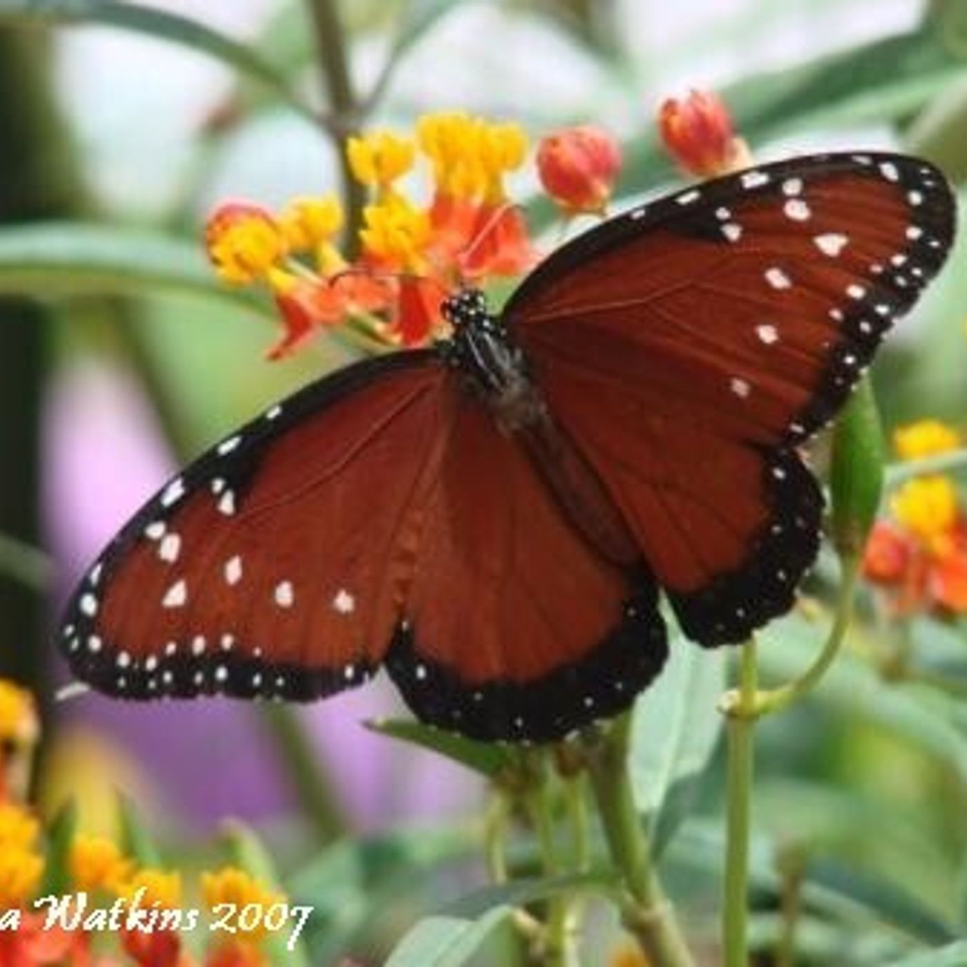 Better Lawns and Gardens - Hour 2 Monarch Butterflies and Feral Cats July 30, 2022