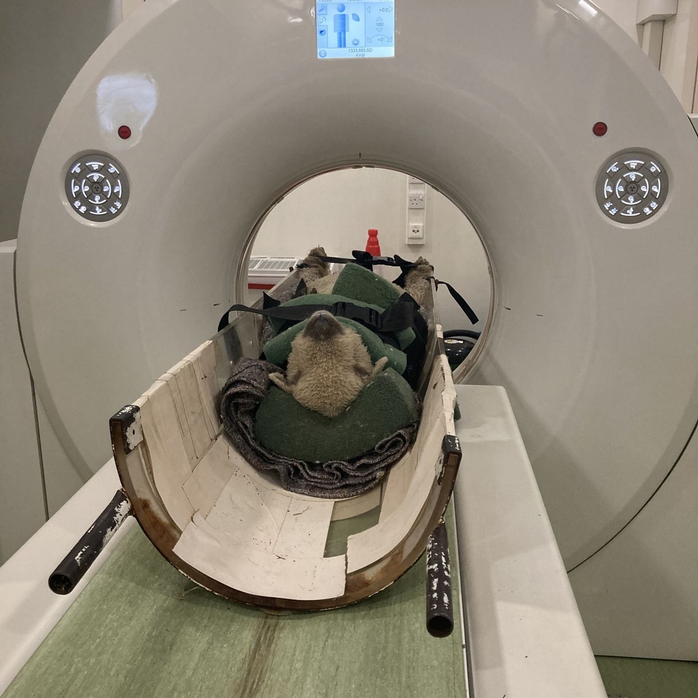 356: The role of CT scanning when making breeding decisions