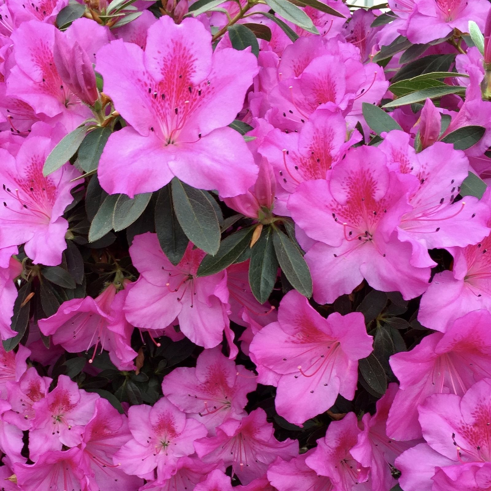 Bright and Clear Meditation Podcast - Meditation for Less Stress and Anxiety