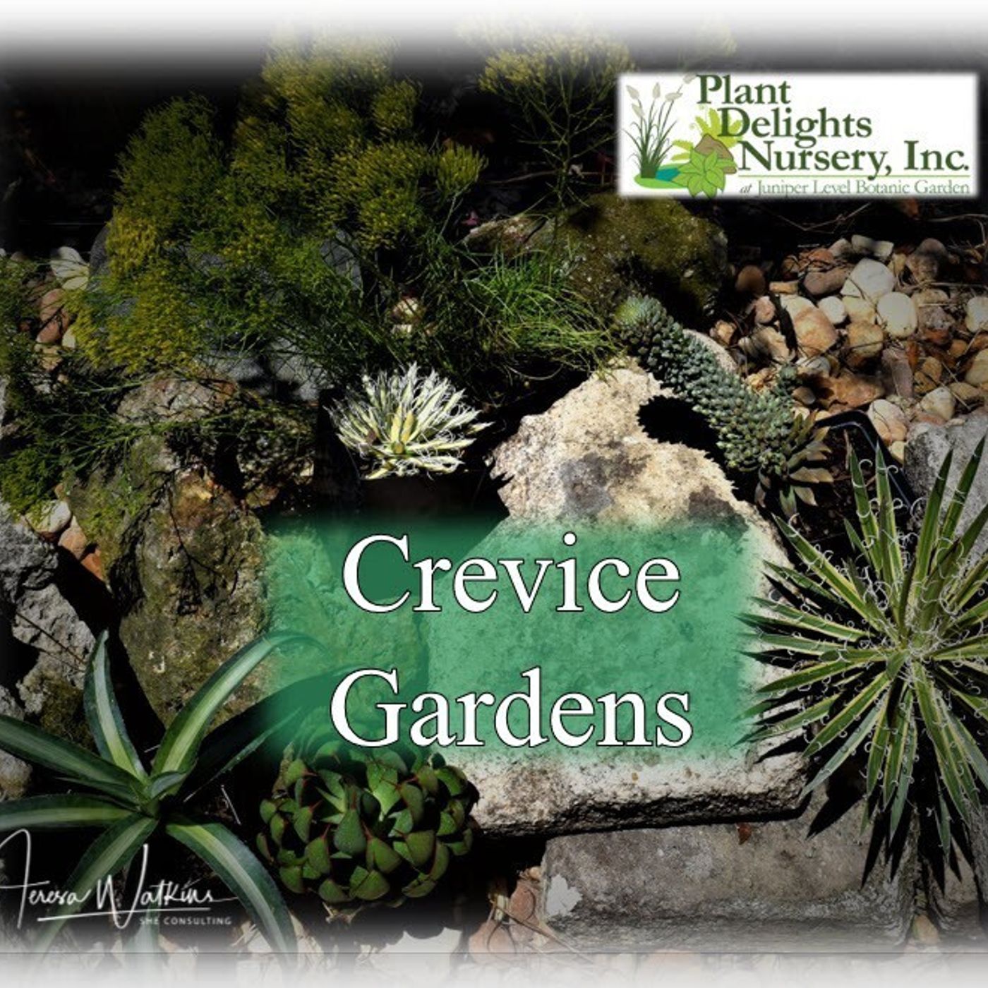 Better Lawns and Gardens - Hour 2 Crevice Gardens and Mangaves August 20, 2022