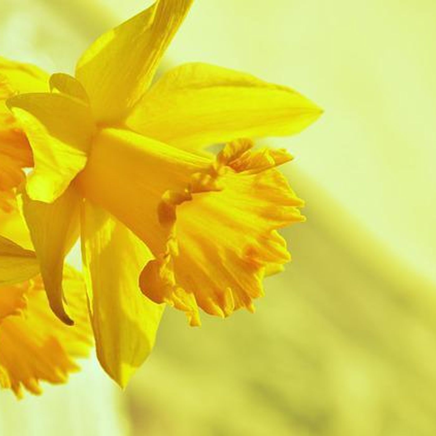 256: Kathy Nolen, Sunraysia Garden Club