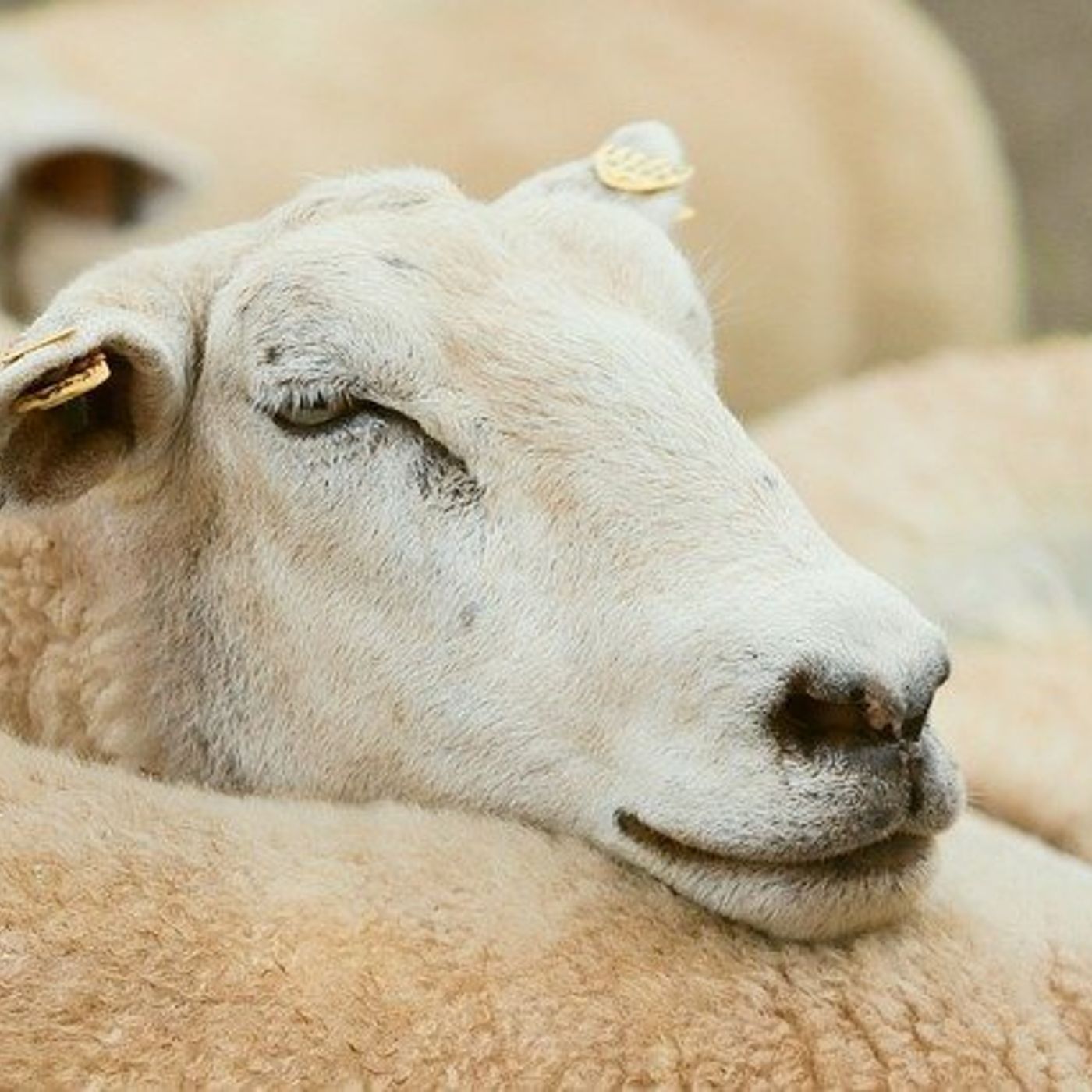 257: Sholto Douglas, President, Wentworth Show Society