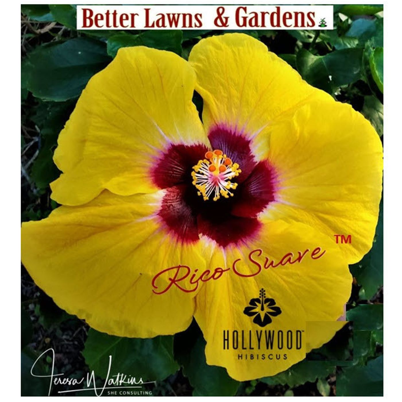 Bettter Lawns and Gardens - Hour 1 Hibiscus in the Garden August 27, 2022