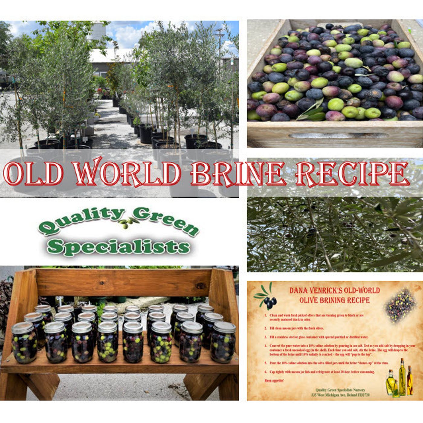 Better Lawns and Gardens - Hour 1 Old World Traditional Olive Brine September 3, 2022