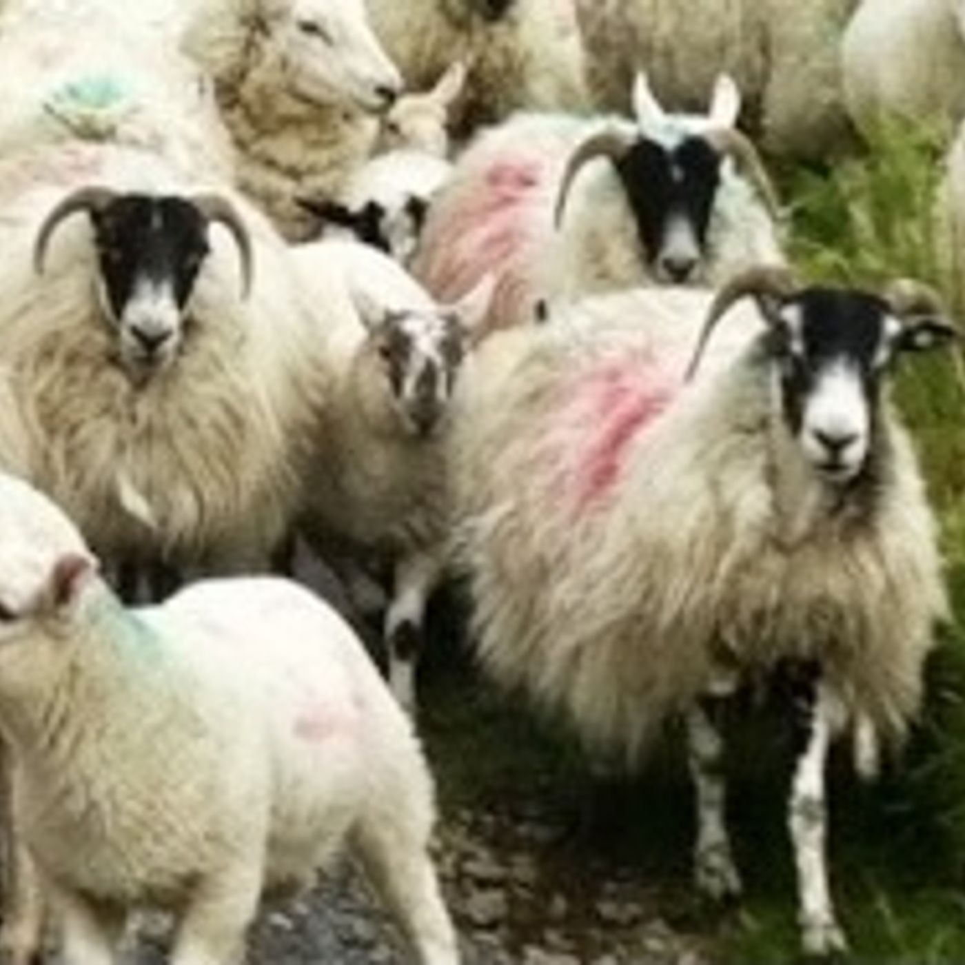 BSW3A   8. The man who knew his sheep episode artwork