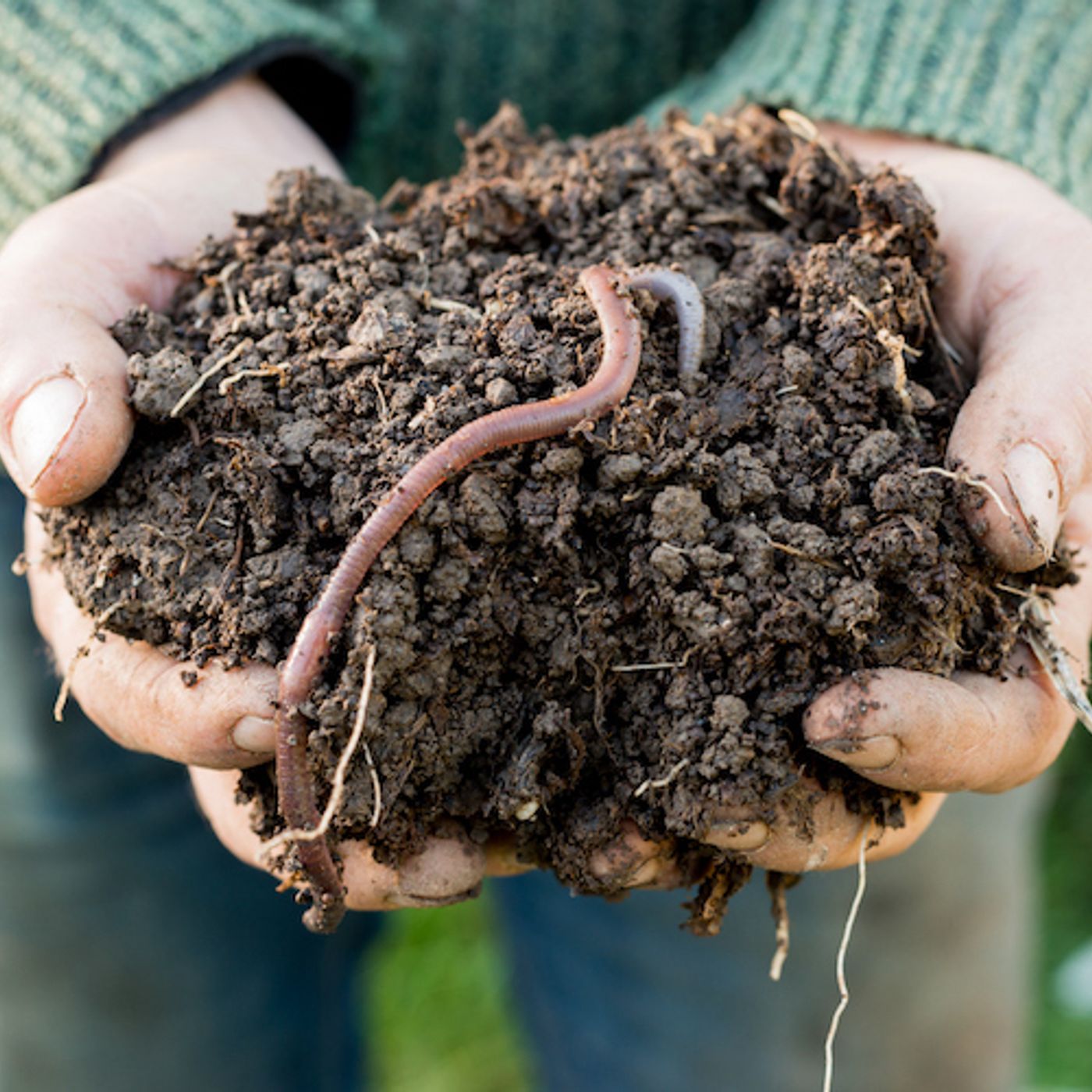 322: Biodiversity in soil - why it matters to us all