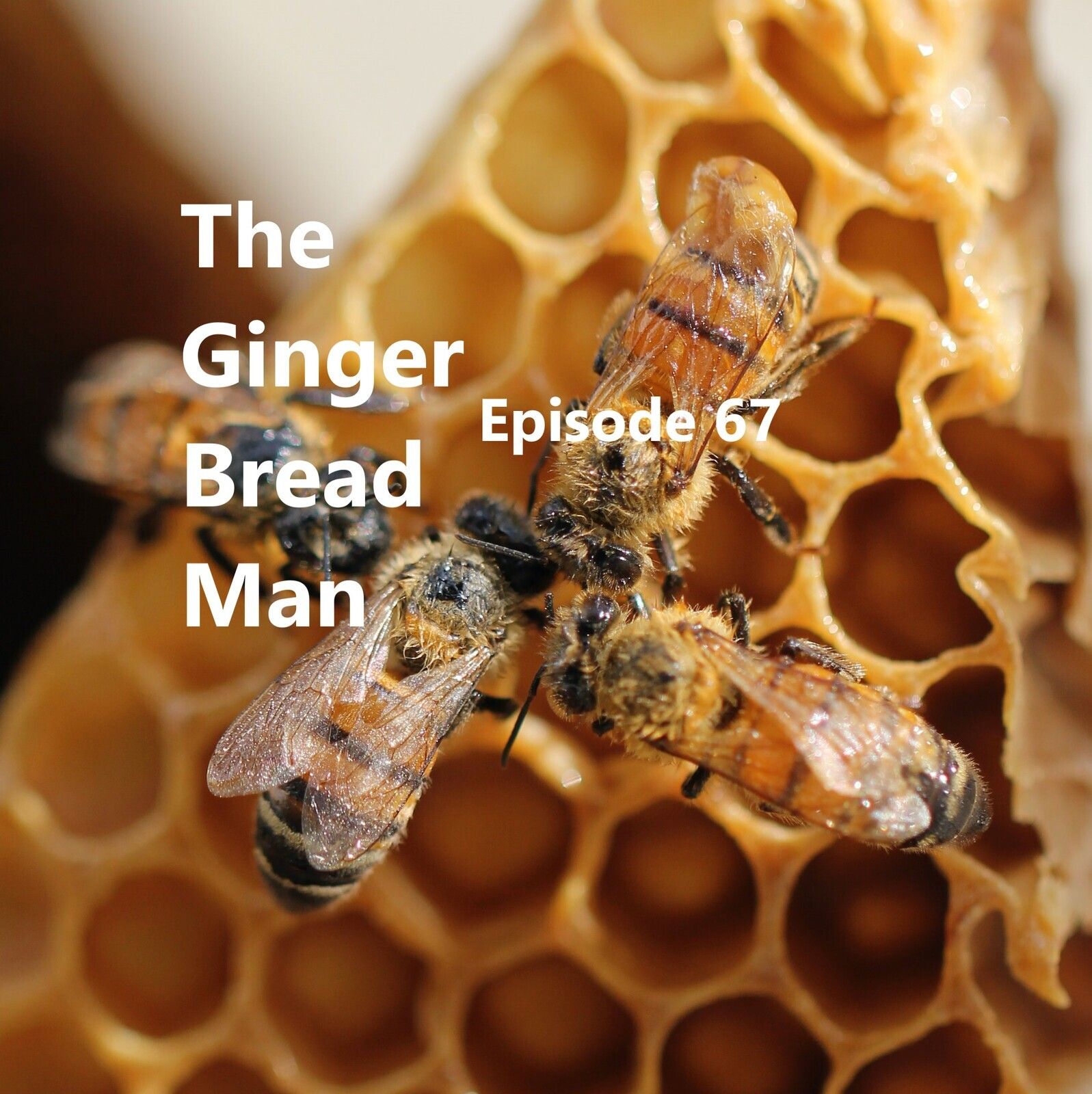 The Ginger Bread Man