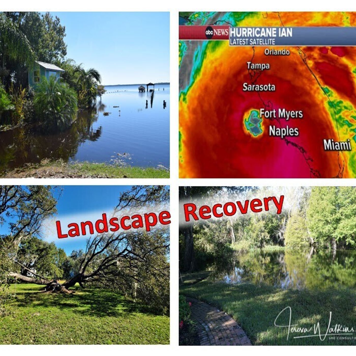 Better Lawns and Gardens - Hour 1 Hurricane Ian Landscape Recovery October 8, 2022
