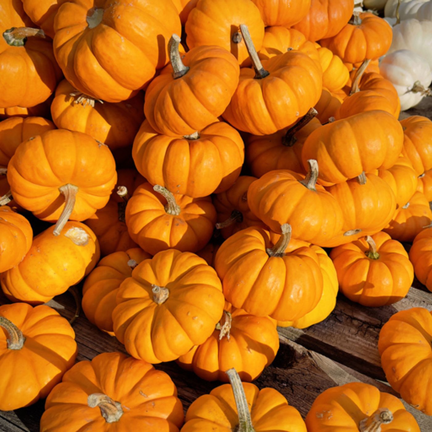 THE FEED: 3 Fun Mini Pumpkin Ideas For You and The Kids episode artwork
