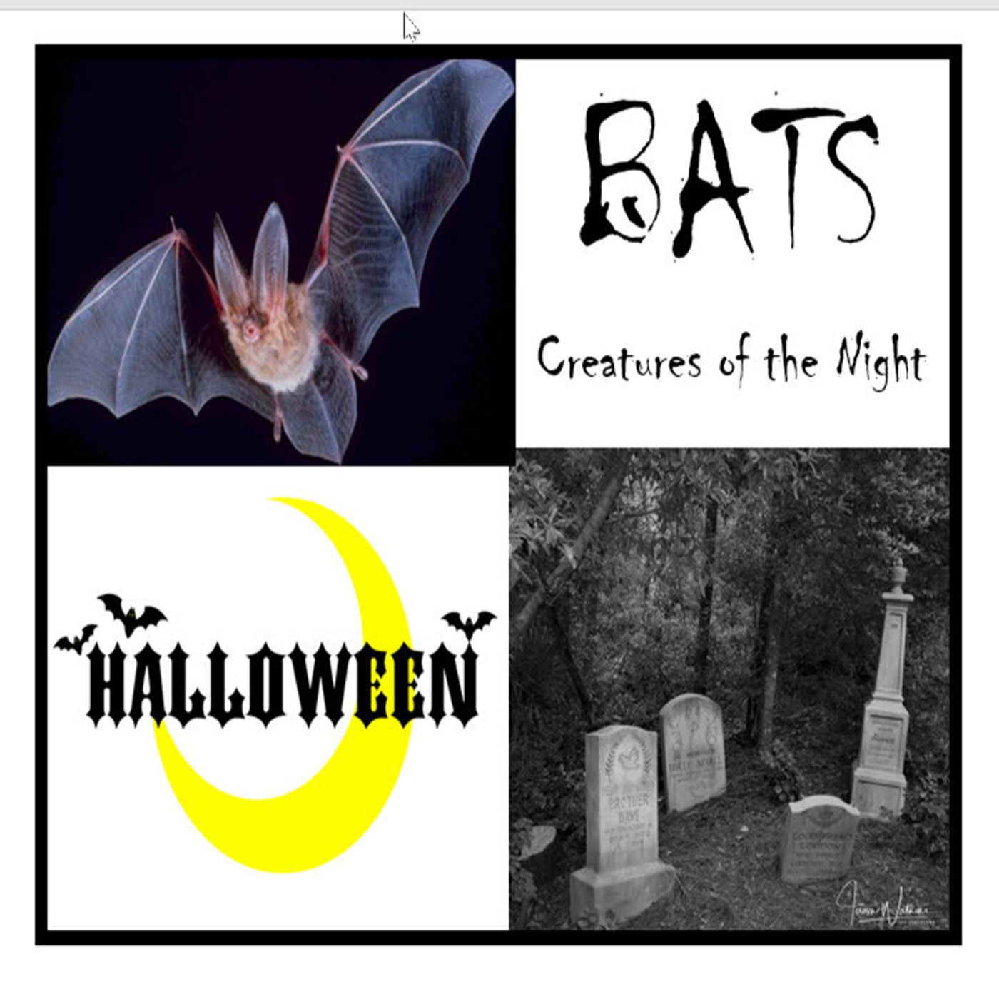 Better Lawns and Gardens Hour 2 - Florida Bat Crazy October 29, 2022