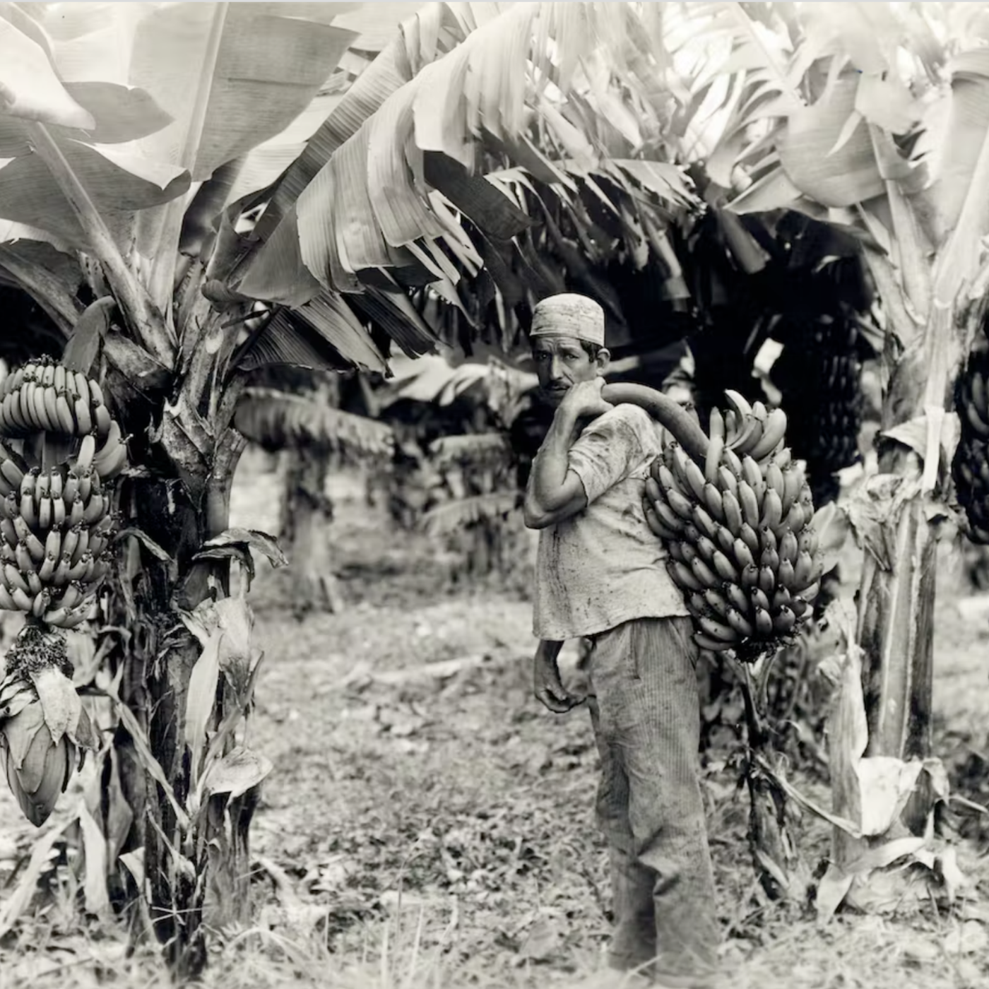S5 Ep63: Bananagans in the Banana Zone: Episode 63 (A Brief History of Banana Republics)