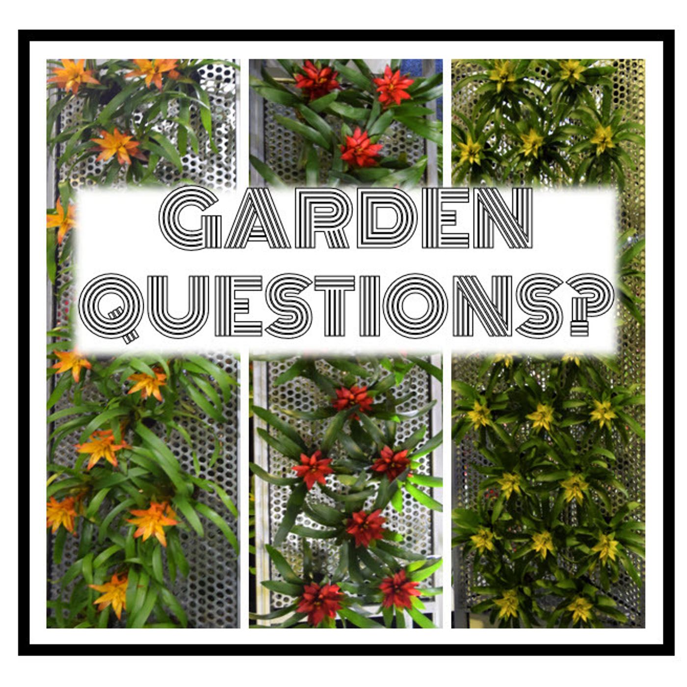 Better Lawns and Gardens - Hour 2 Teresa Answers Your Garden Questions January 21, 2023