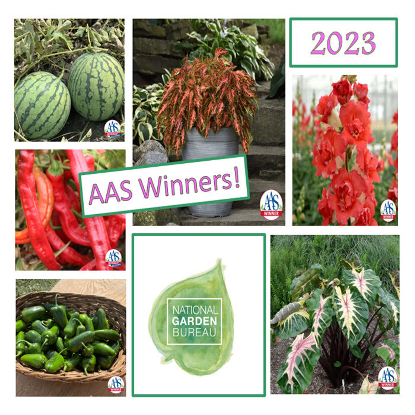 Better Lawns and Gardens - Hour 2 Diane Blazek National Garden Bureau, AAS Winners February 18, 2023