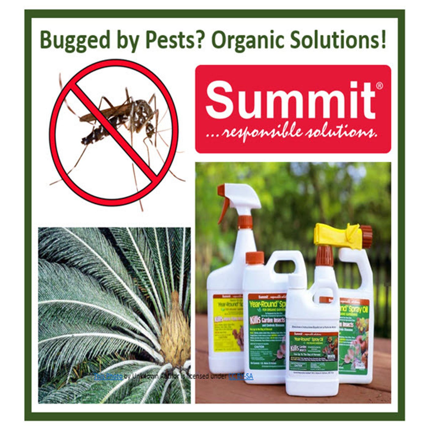 Better Lawns and Gardens - Hour 1 Cycad Scale and Mosquito Control Randy Schultz March 11, 2023