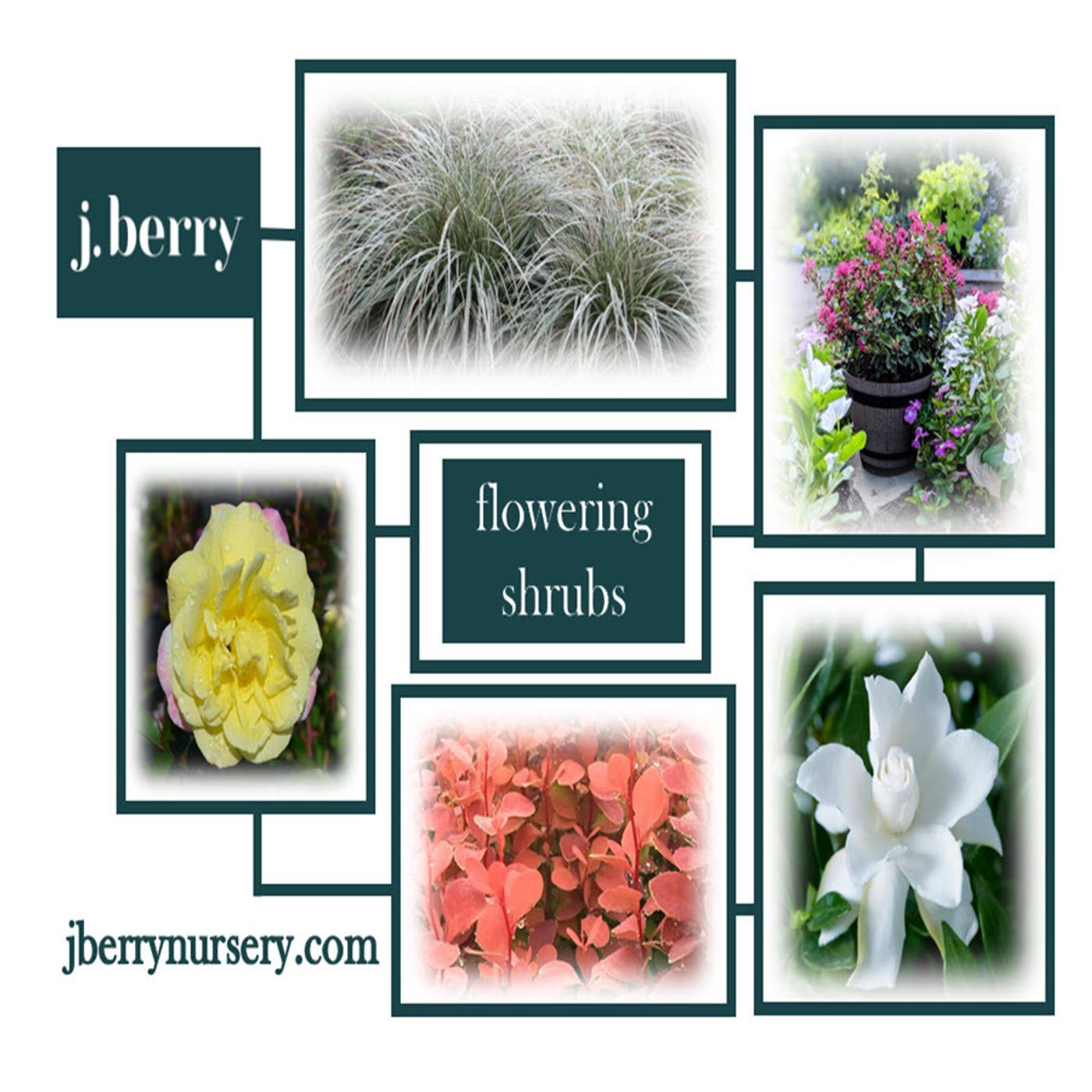 Better Lawns and Gardens - Hour 2 Jim Berry Flowering Shrubs March 25, 2023