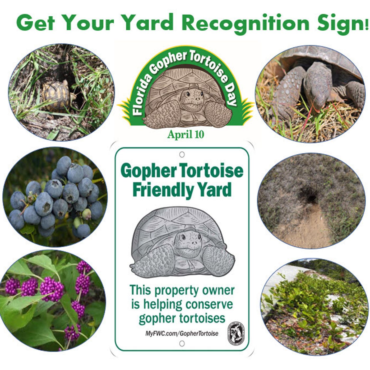 Better Lawns and Gardens
