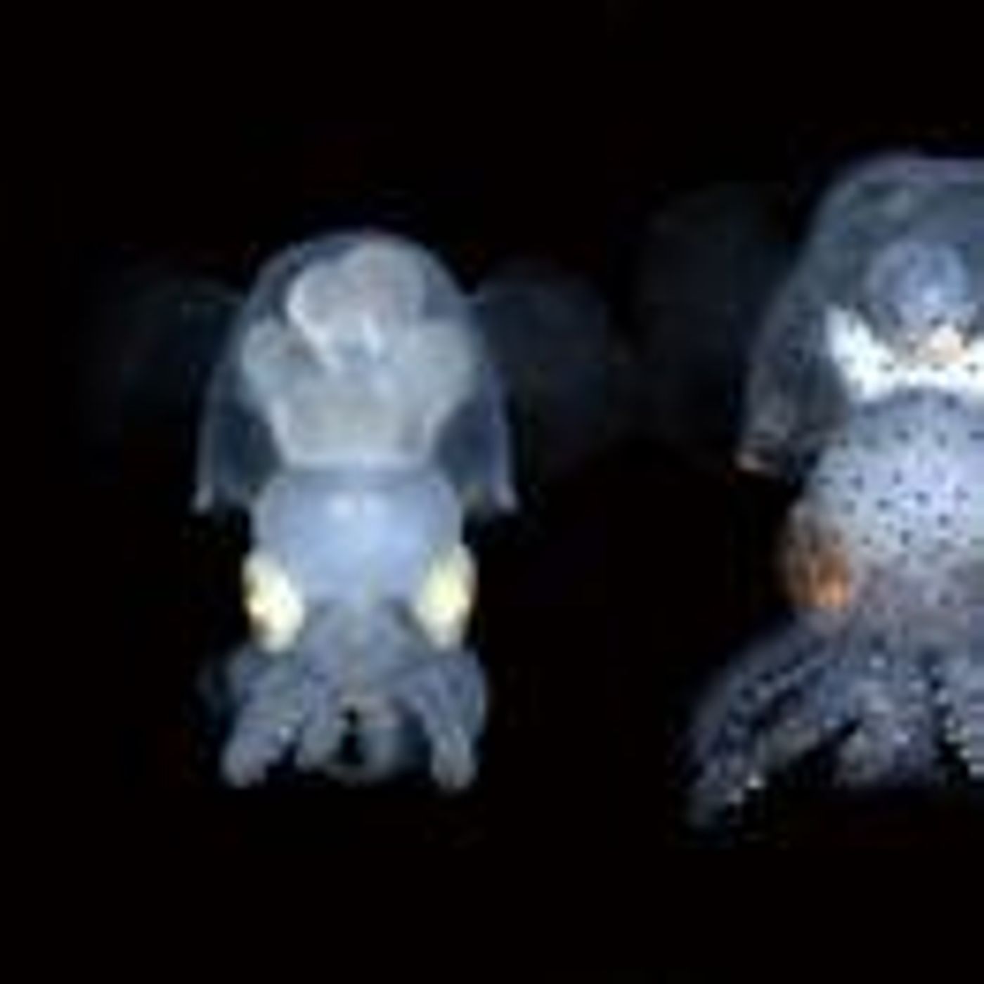 Cephalopod Week Salutes See-Thru Squid, Hyperbole In Science Publishing, Art and the Brain, Rover Competition. June 23, 2023, Part 1