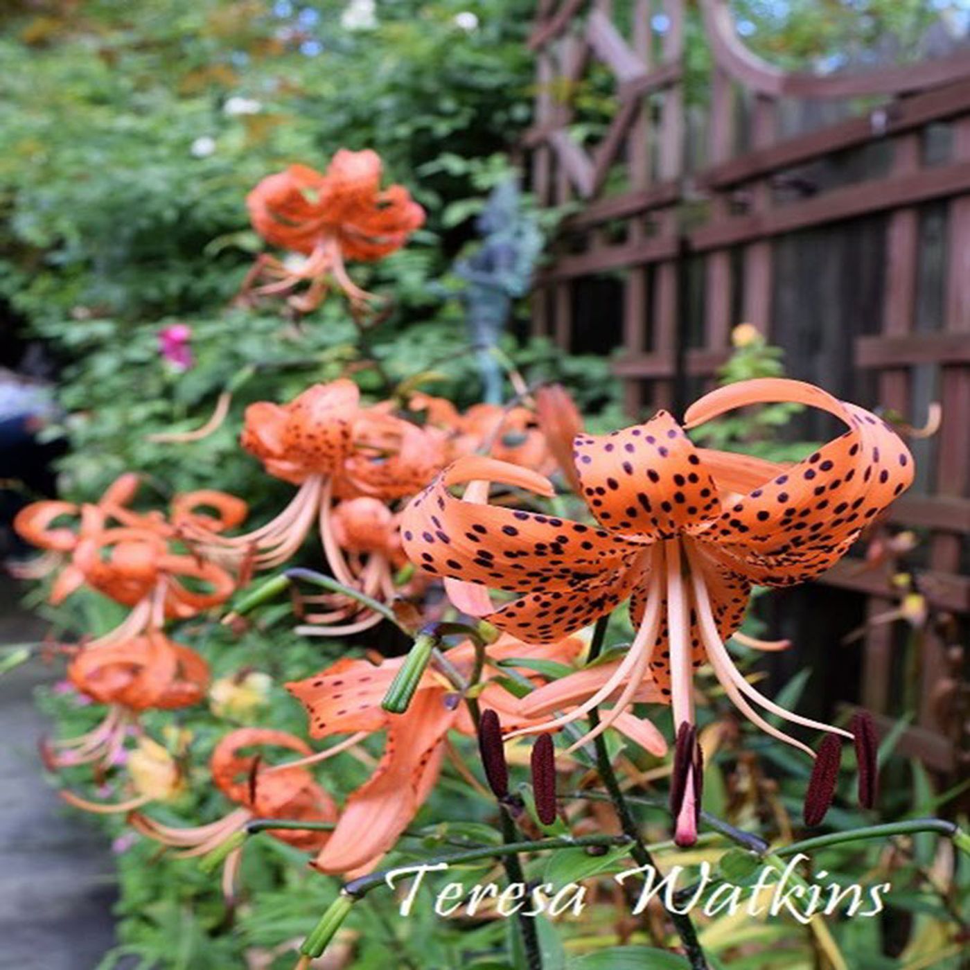 Better Lawns and Gardens - Hour 2 Southern Tiger Lilies July 8, 2023