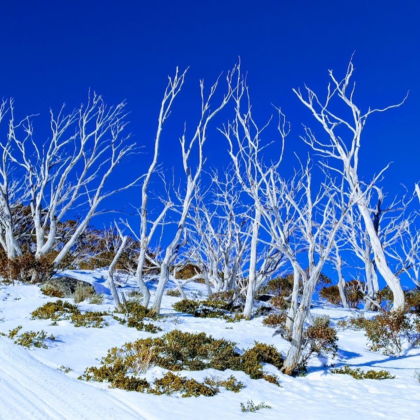 182: Perisher & Thredbo, Australia