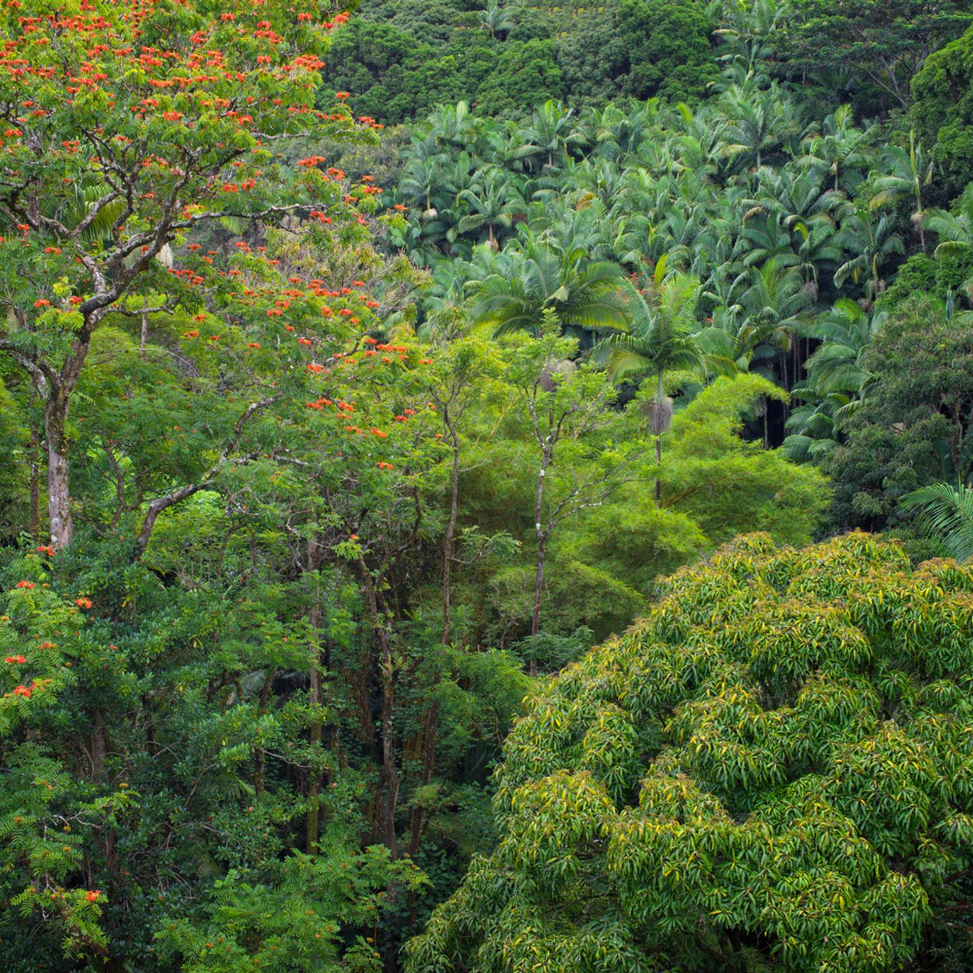 EI Weekly Listen — Mark Plotkin on the price of deforestation