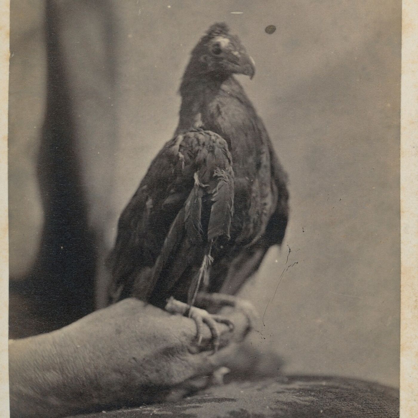 45: Carte-de-visite; photograph of the bird 'Didunculus strigirostris'