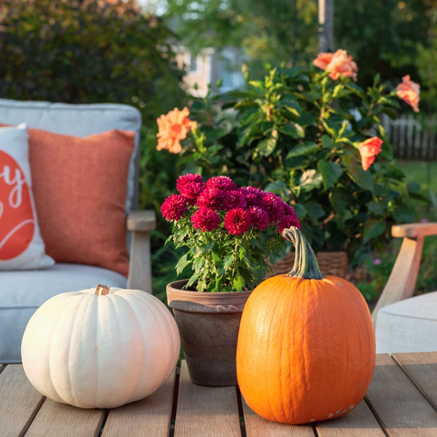 THE FEED: Cozy Up That Backyard Just in Time For Fall! episode artwork