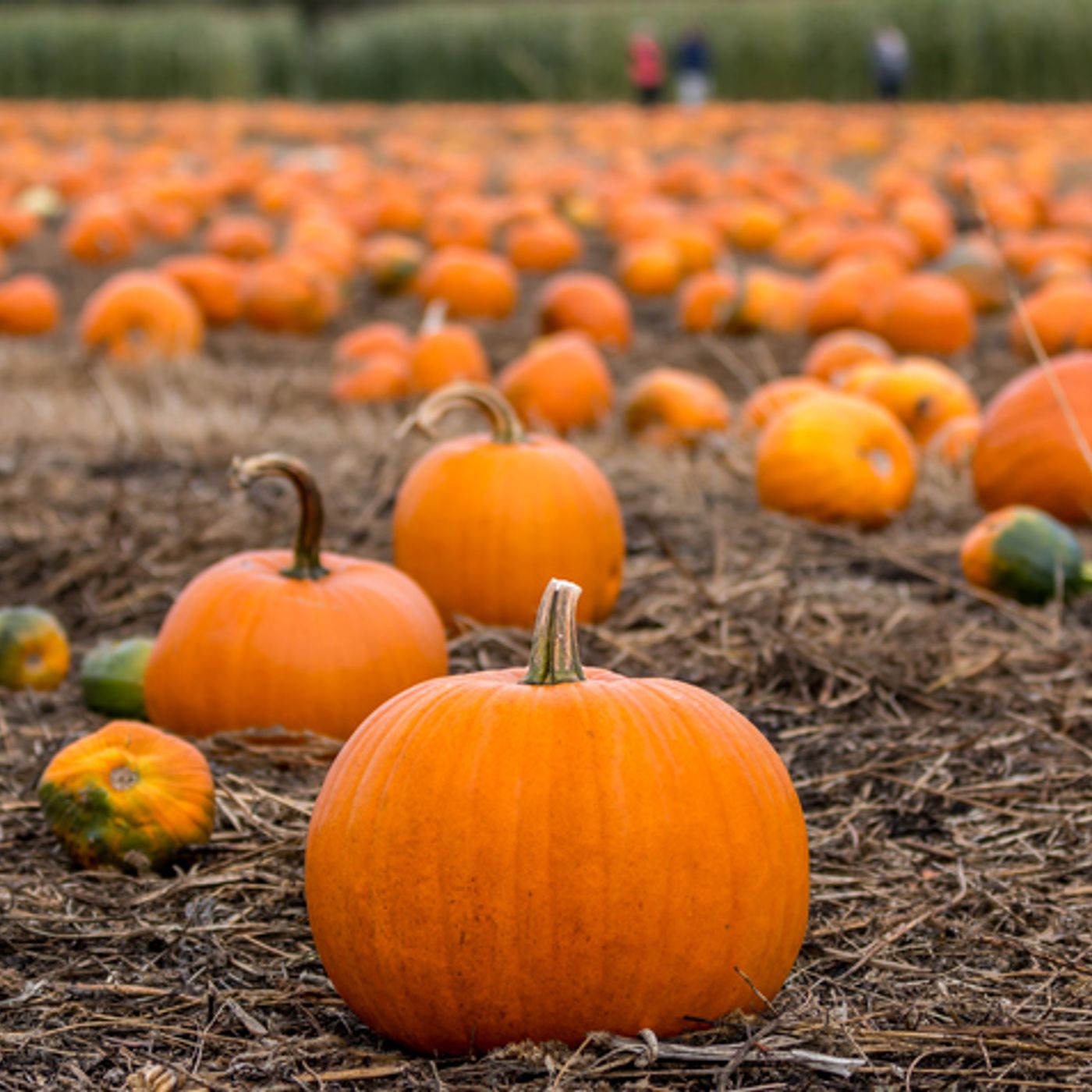 K&J Chats: Pumpkin Chat with Sarah Bishop DellaVentura! episode artwork