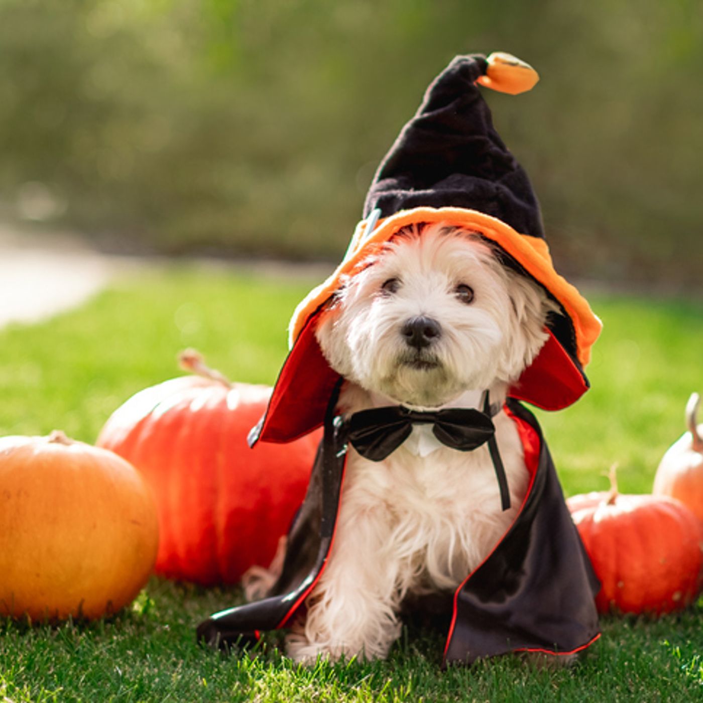 THE FEED: Mud Runs, Pumpkin Carnivals, and a Halloween Pet Parade episode artwork