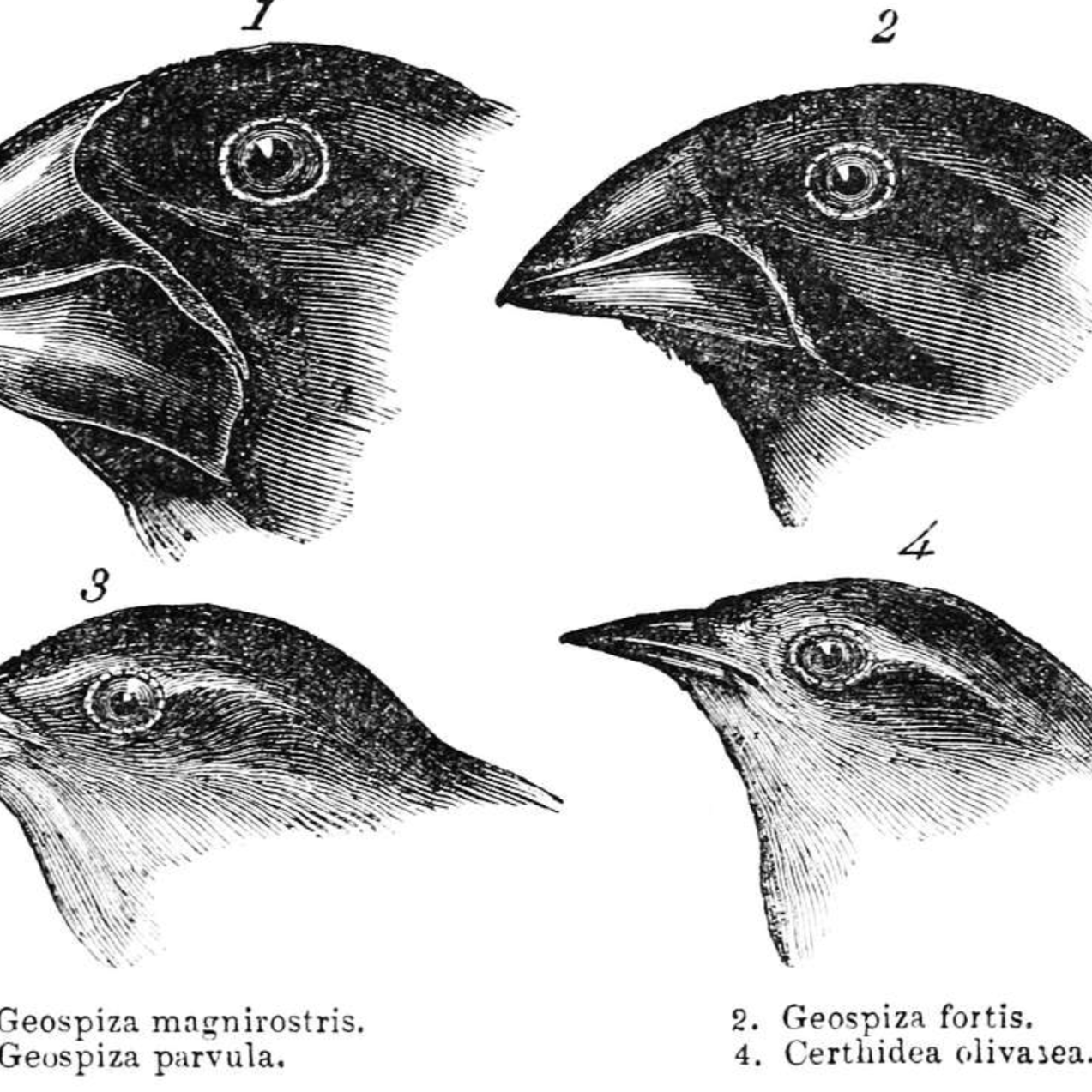 The John Batchelor Show 2 8 Ten Birds That Changed The World The John Batchelor Show 2 8 Ten Birds That Changed The World