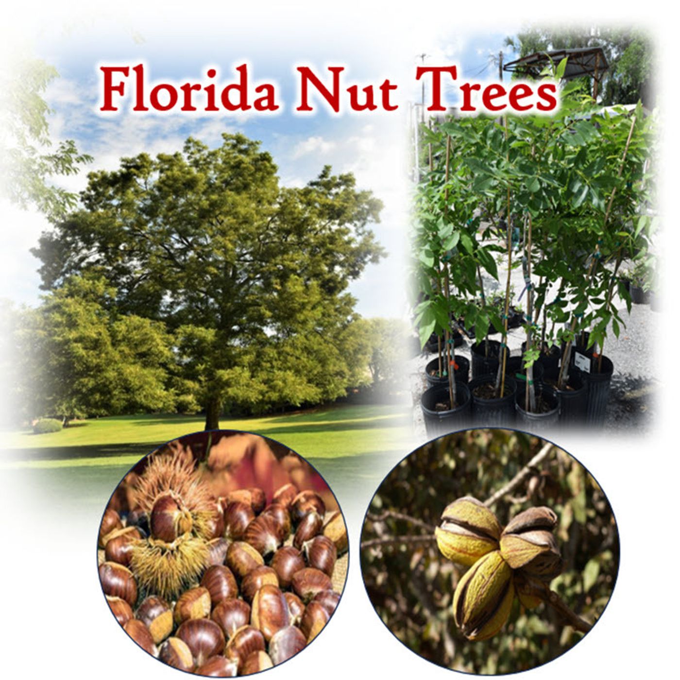Better Lawns and Gardens Hour 1 Dana Venrick Southeastern Nut Trees November 11, 2023