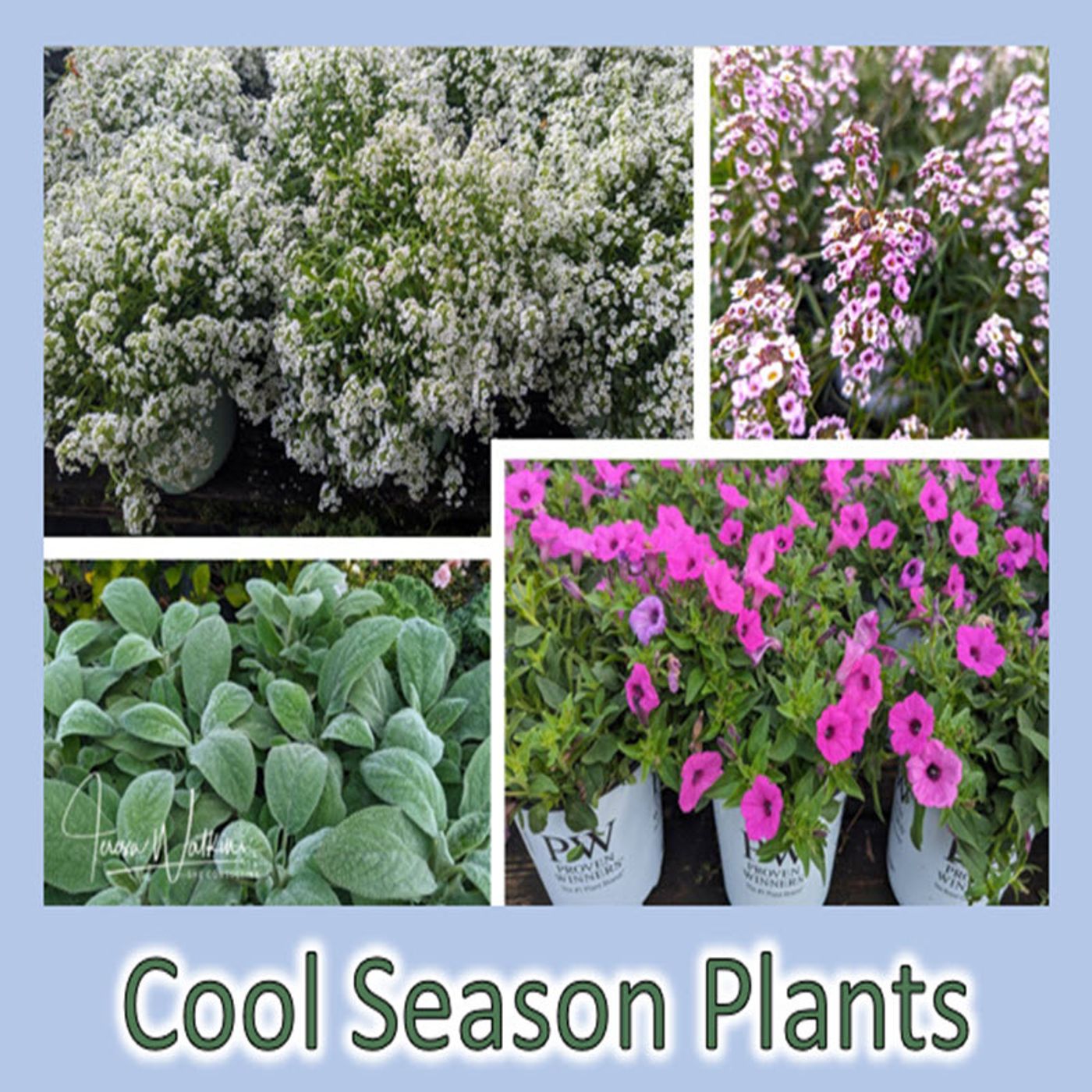 Better Lawns and Gardens Hour 2 Cool Season Plants Eric Apen November 11, 2023