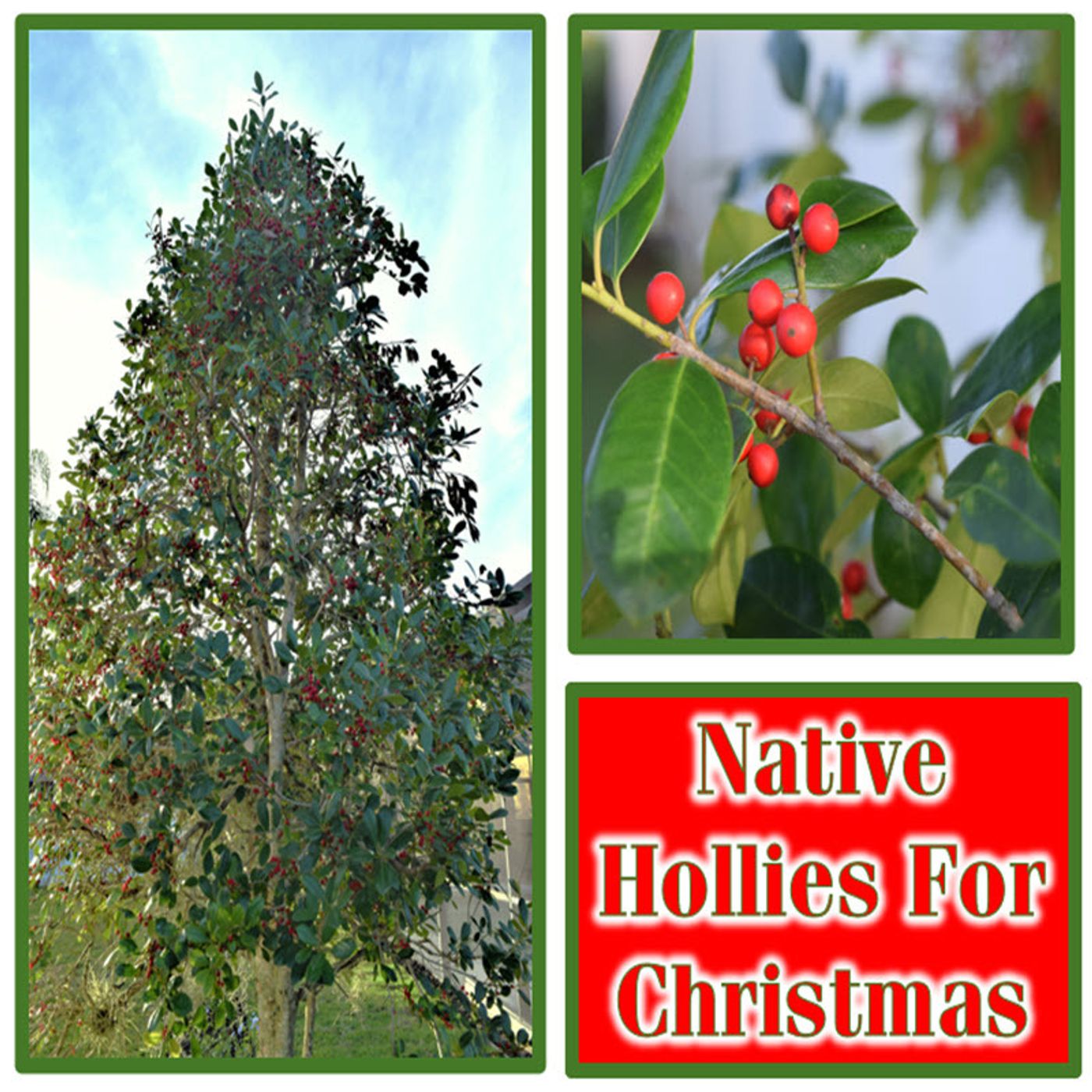 Better Lawns and Gardens - Hour 1 Christmas Hollies Dana Venrick December 2, 2023