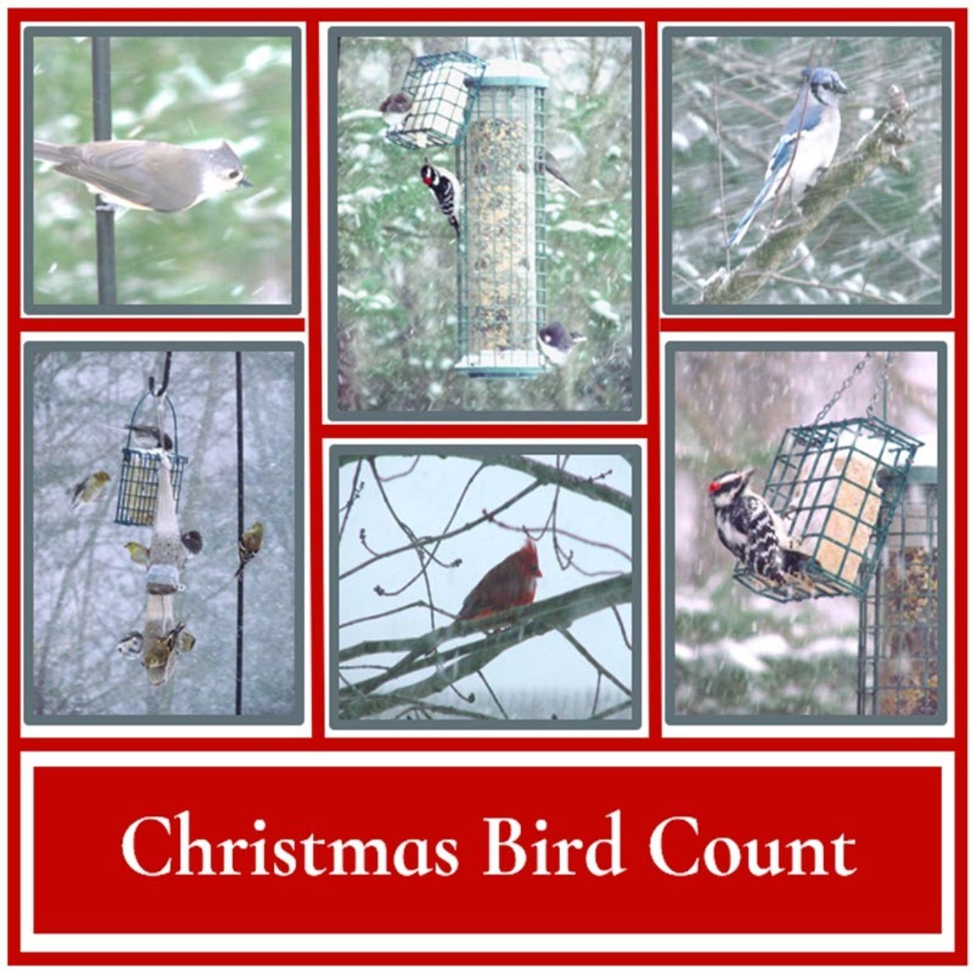 S2 Ep258: Better Lawns and Gardens - Hour 1 Christmas Bird Count Deborah Green December 9, 2023.