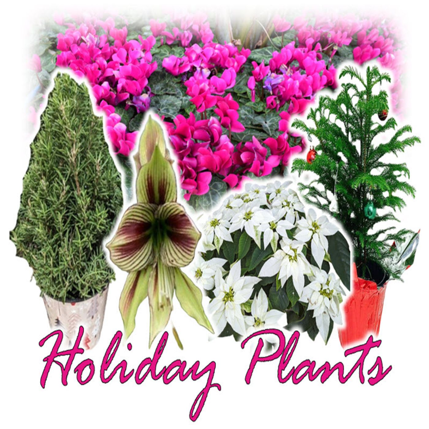 Better Lawns and Gardens - Hour 2 Teresa's Holiday Plant Care December 16, 2023