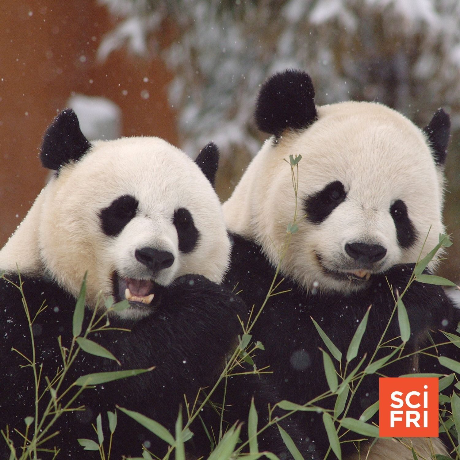 672: How ’Panda Diplomacy’ Led To Conservation Success