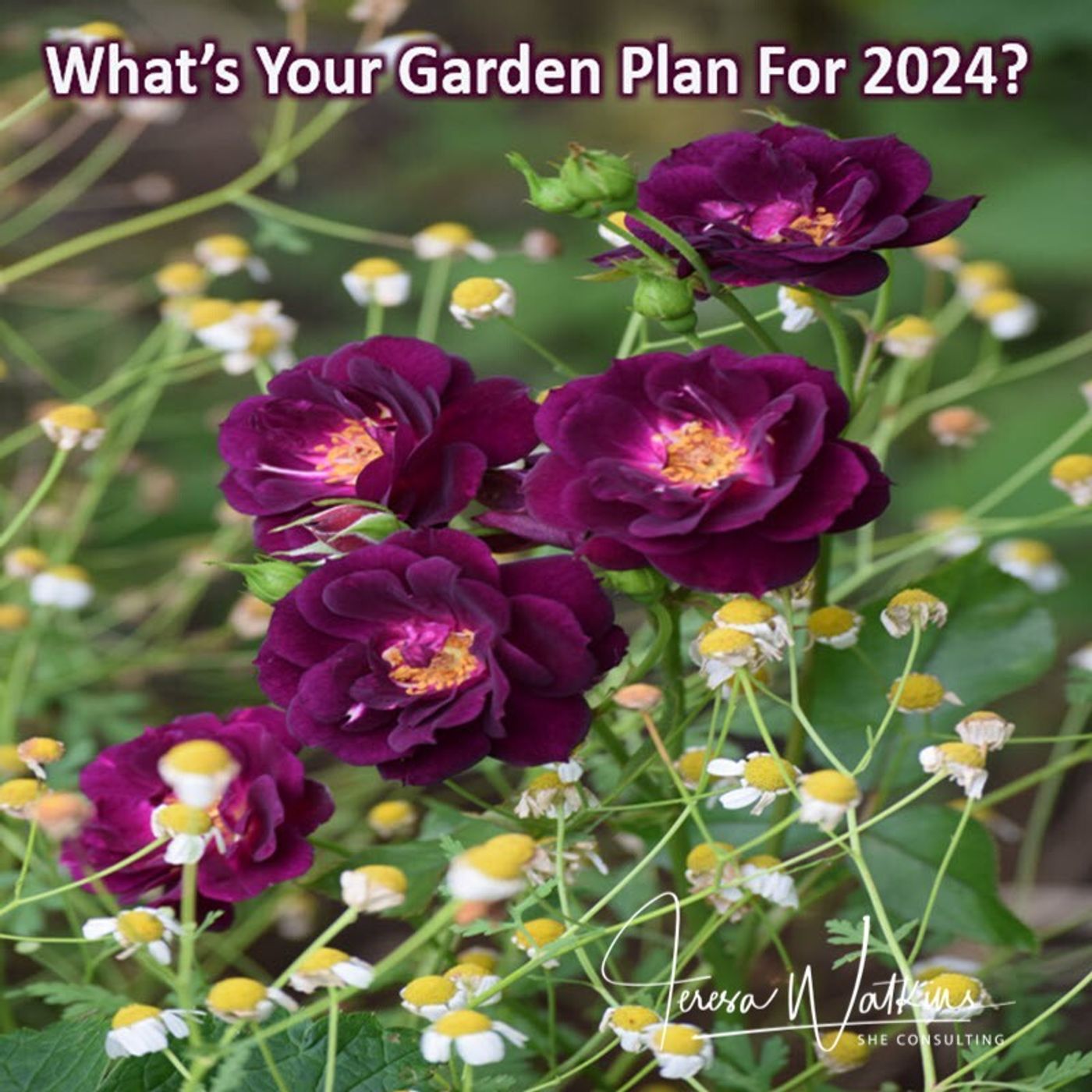 Better Lawns and Gardens - Hour 2 What's Your Garden Plan for 2024? December 30, 2023