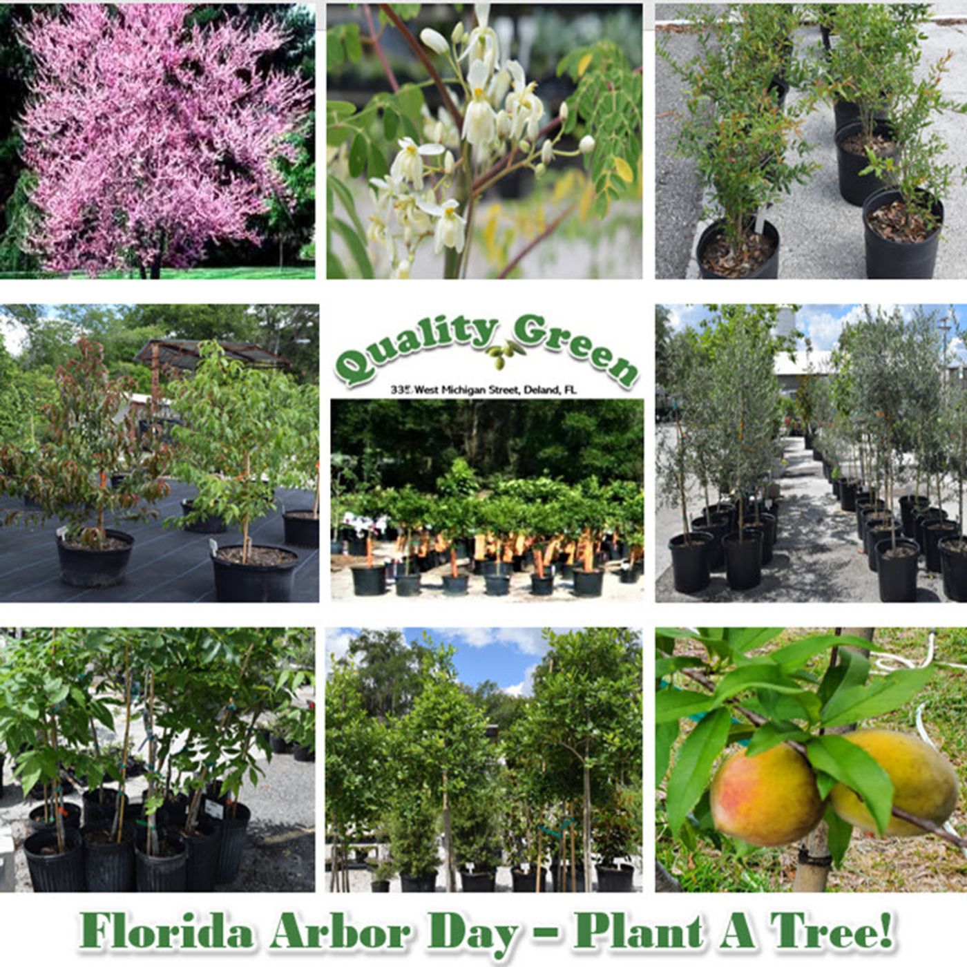Better Lawns and Gardens - Hour 1 Dana Venrick Arbor Day January 6, 2024