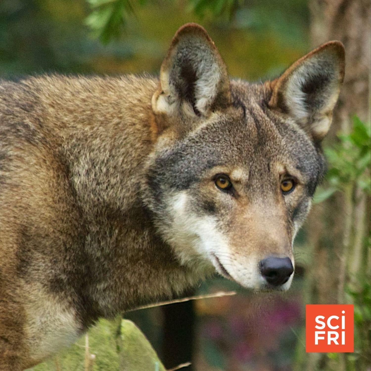 680: (Part 2) Endangered Species Act At 50: Orchids And Red Wolves