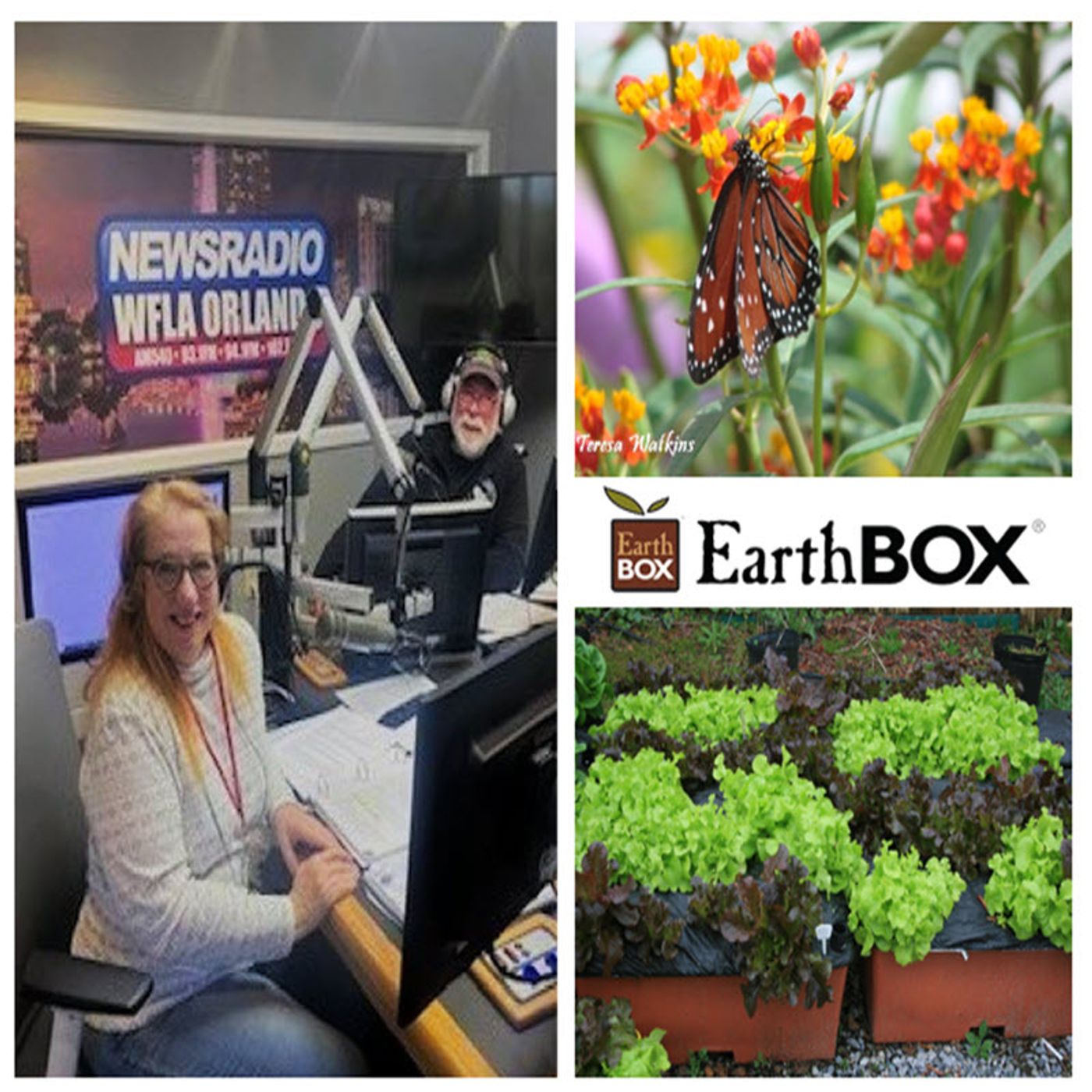 Better Lawns and Gardens - Hour 1 Dr. Gary Bachman Earthboxes and Monarchs February 3, 2024
