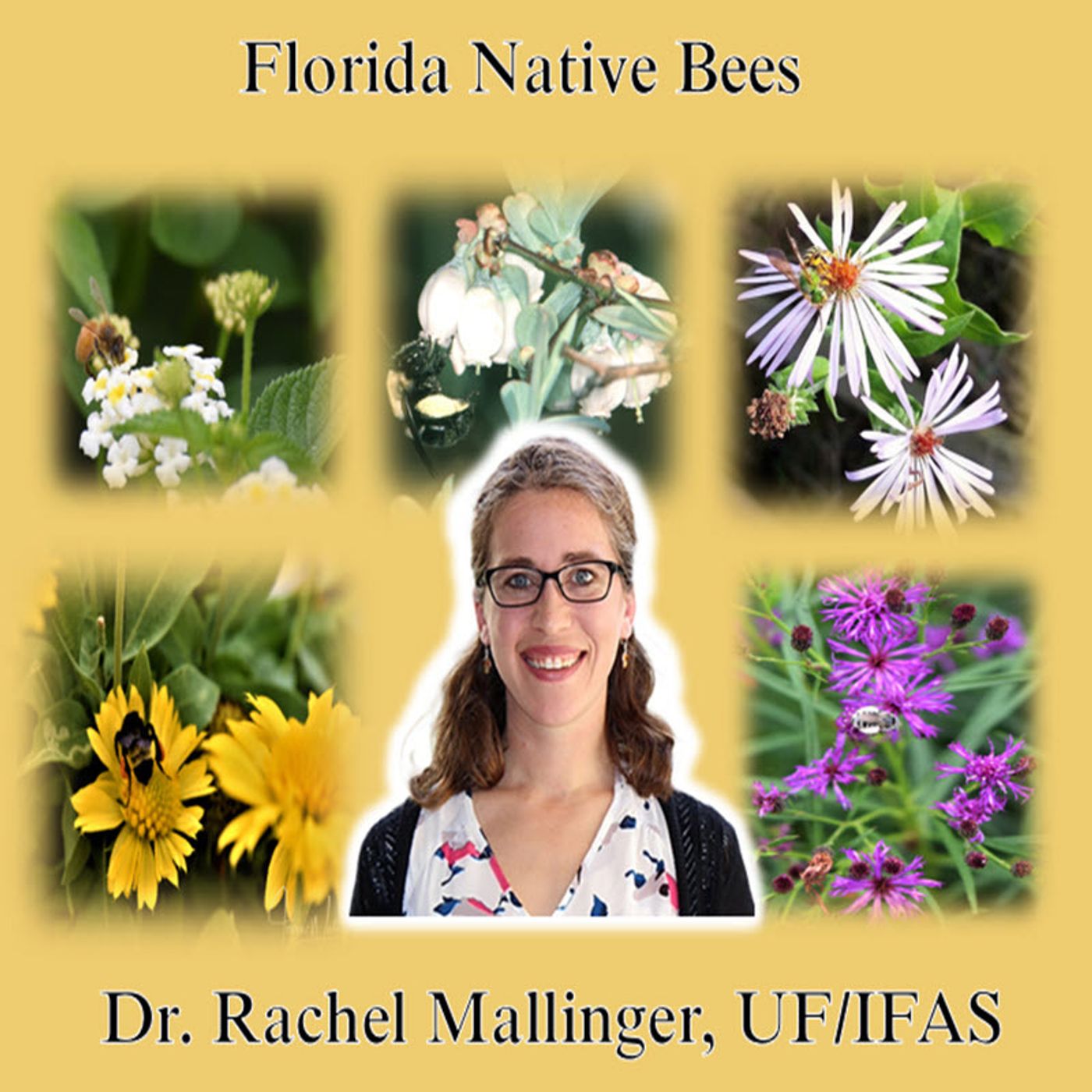 Better Lawns and Gardens - Hour 2 Dr. Rachel Mallinger Florida Native Bees