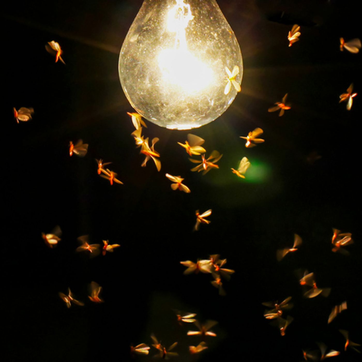 MUNDANE MYSTERIES: Why are Bugs Attracted to Lights? episode artwork