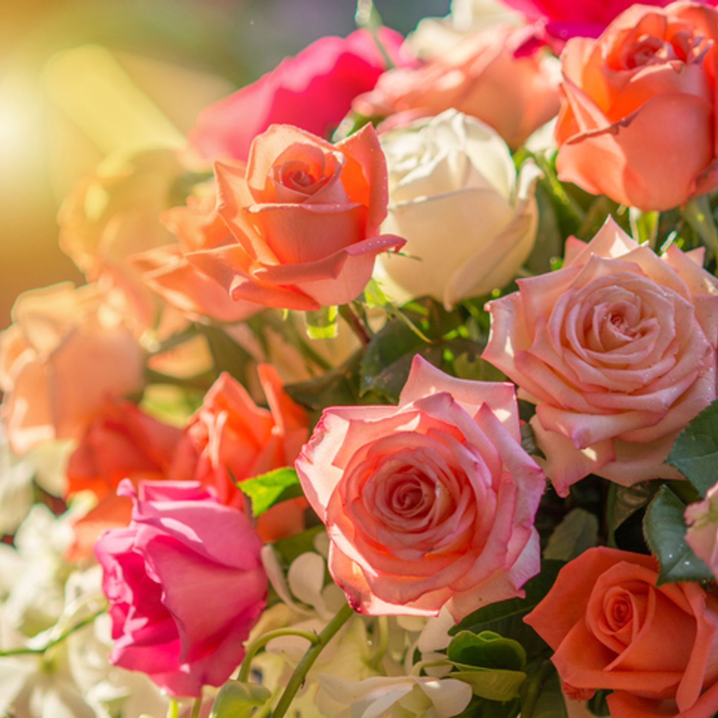 Mundane Mysteries: The Interesting Truth About the Colors of Roses! episode artwork