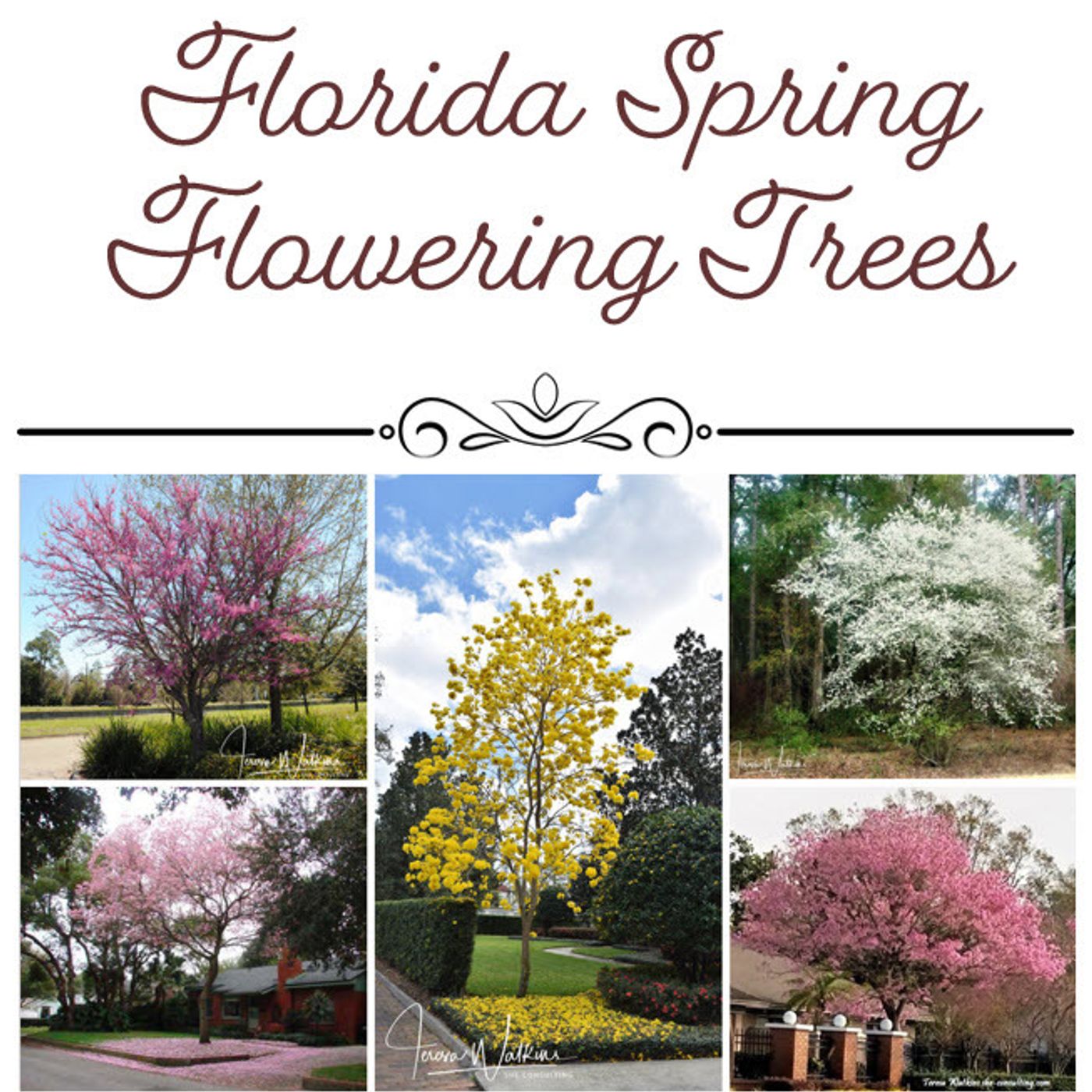 Better Lawns and Gardens - Hour 1 Aaron Boyar Garden Expo 2024 Spring Flowering Trees February 17, 2024