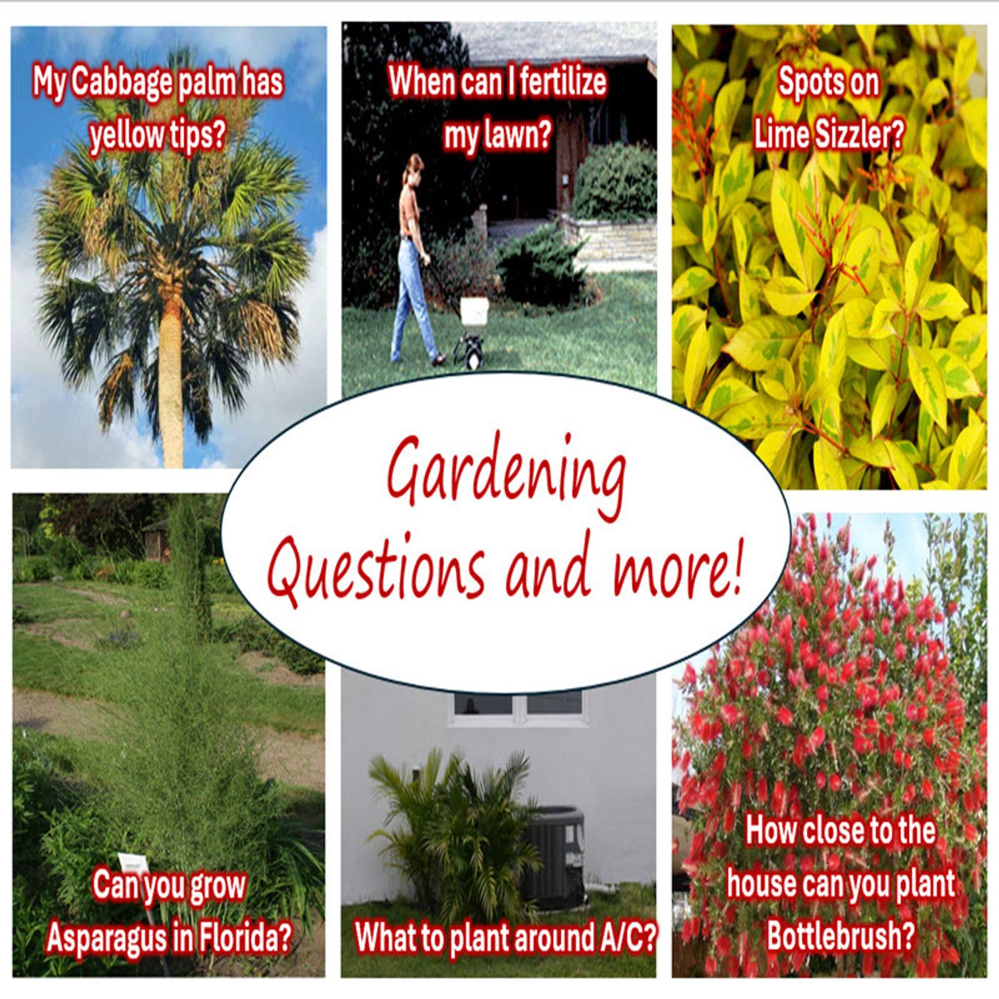 Better Lawns and Gardens - Hour 2 Gardening Questions and More February 17, 2024
